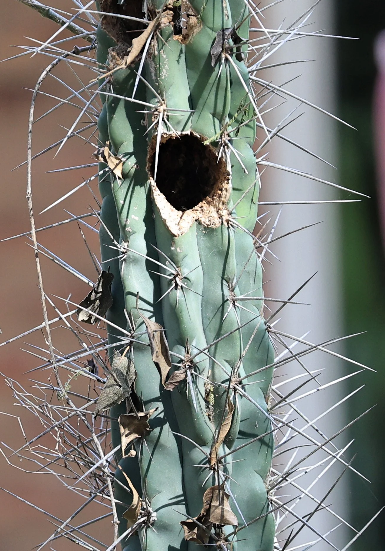 Nest in Cereus cactus