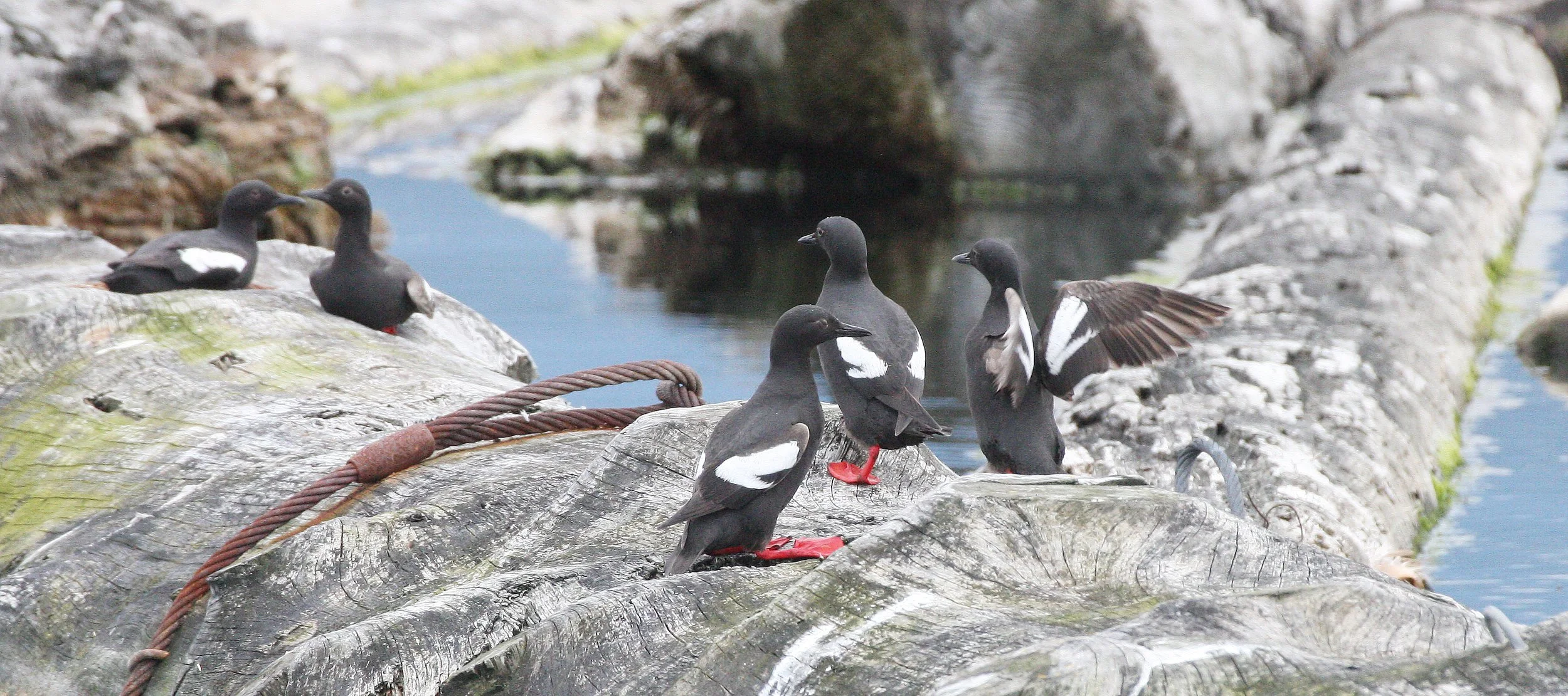 Cepphus columba adiantus - PIGEON GUILLEMOT - PORT ANGELES HARBOR WA (60).JPG