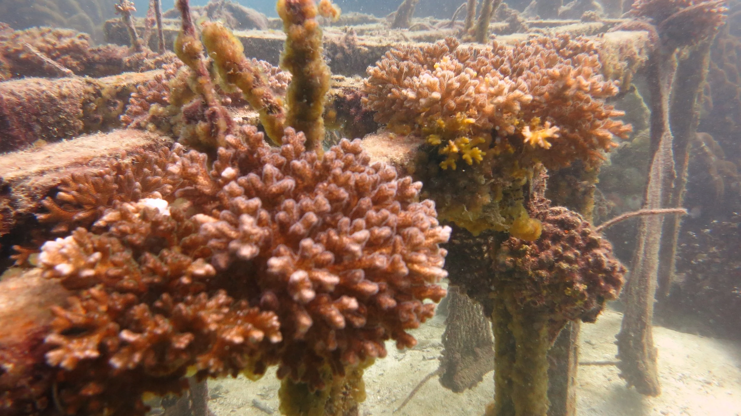 2016 BPS Satthahip Dive Trip with Marine Conservation Club (49).JPG