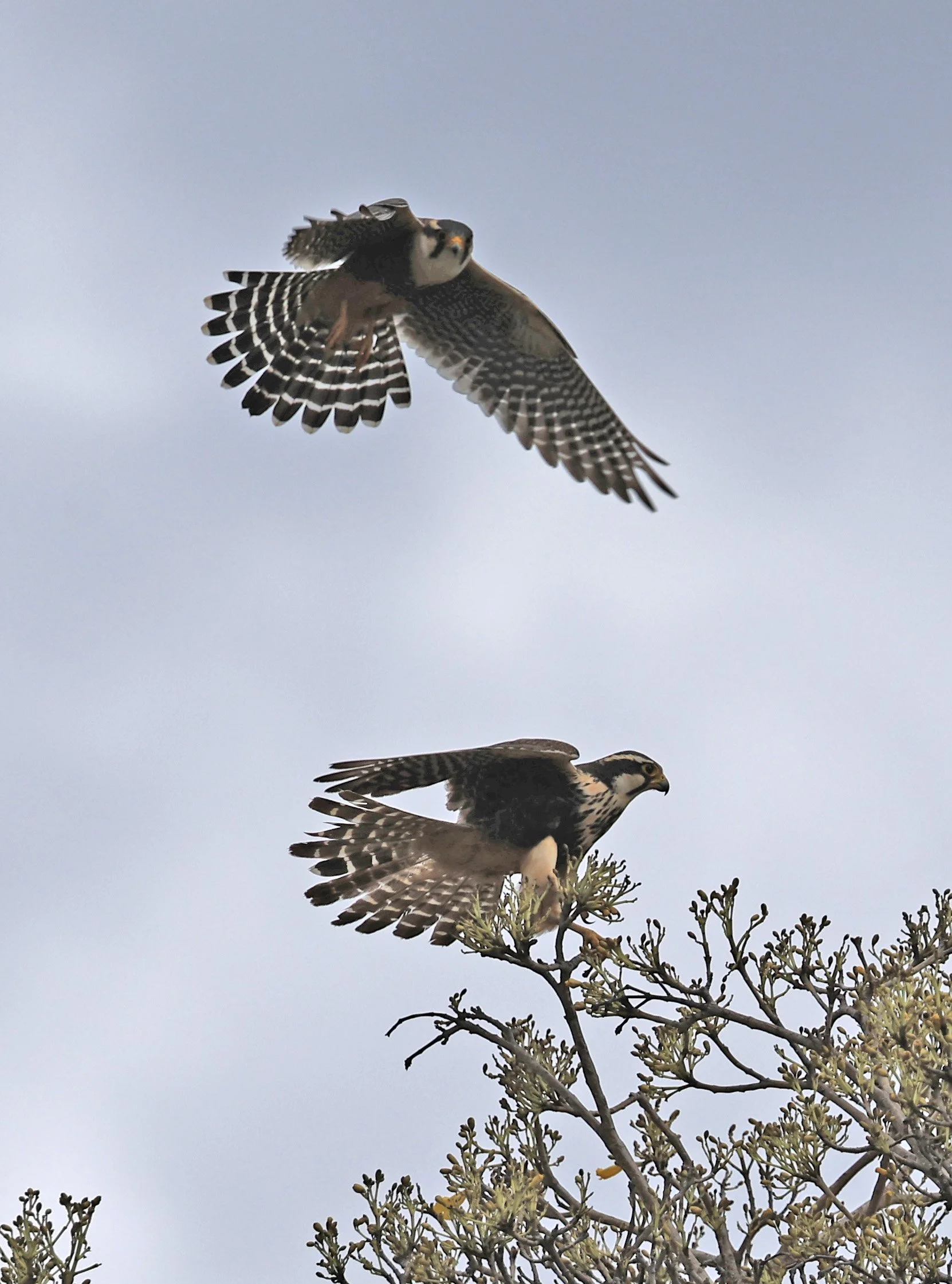 Aplomado Falcon (Falco femoralis) Estancia Campo'i Paraguay (131).jpg