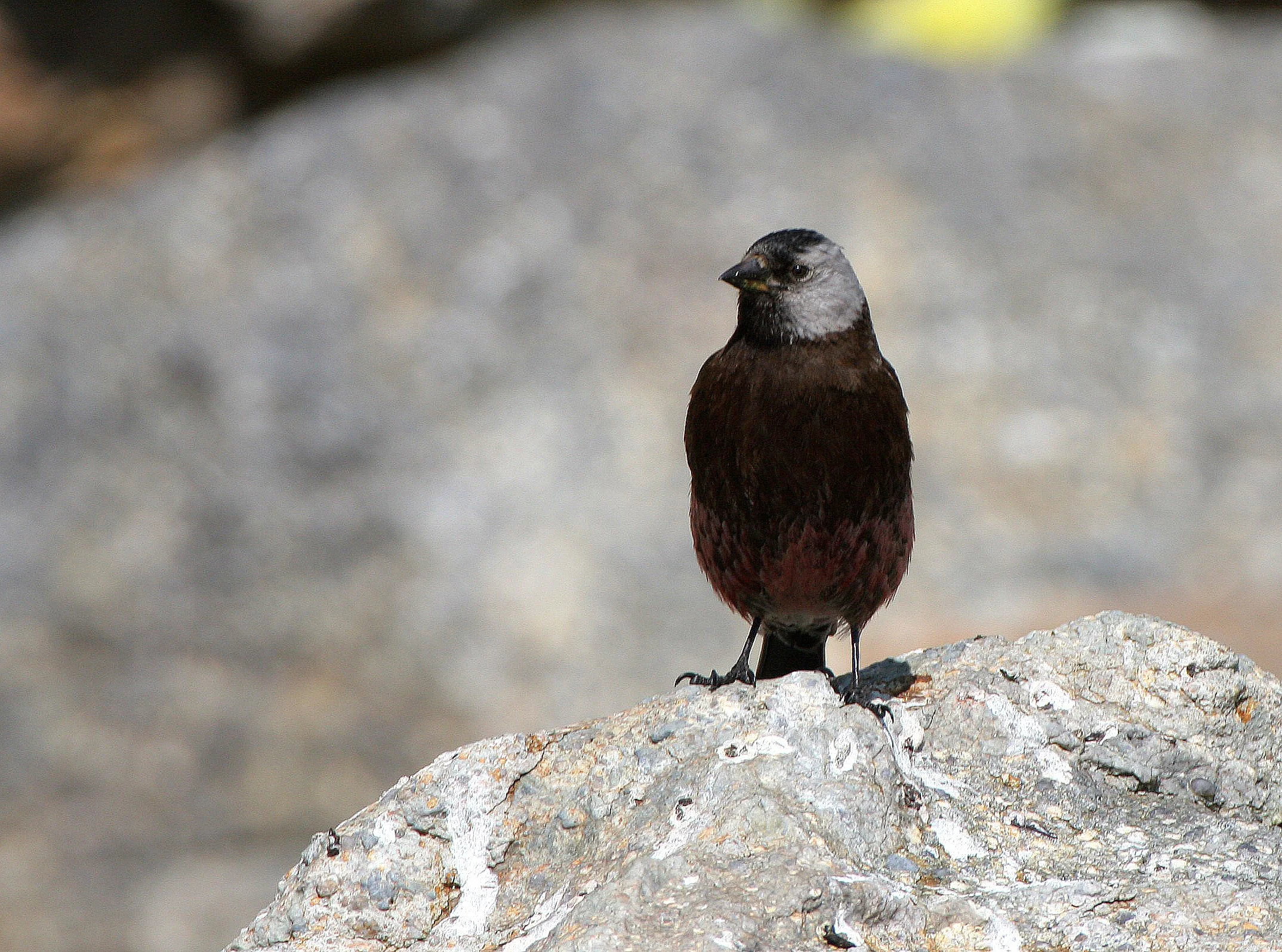 Gray-crowned Rosy-Finch (Leucosticte tephrocotis) Commander Islands Form, Commander Islands Russia (2).jpg