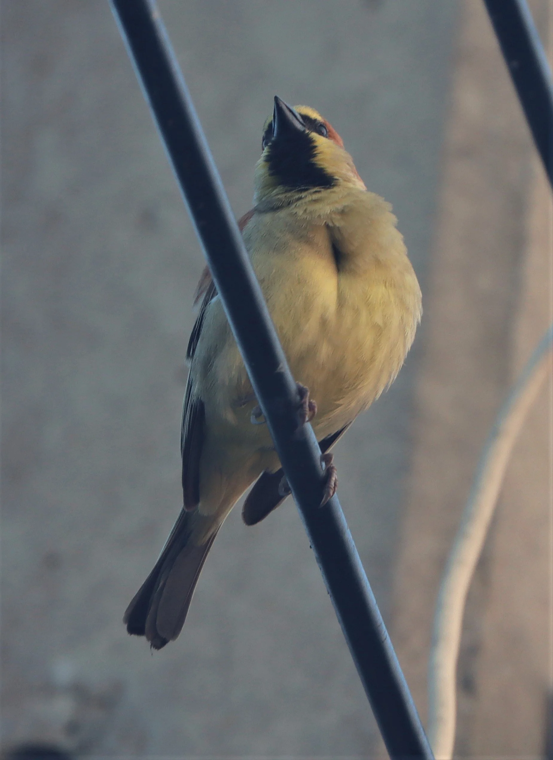 Plain-backed Sparrow (Passer flaveolus) Lat Krabang Wetlands Near Bangkok (12).jpg