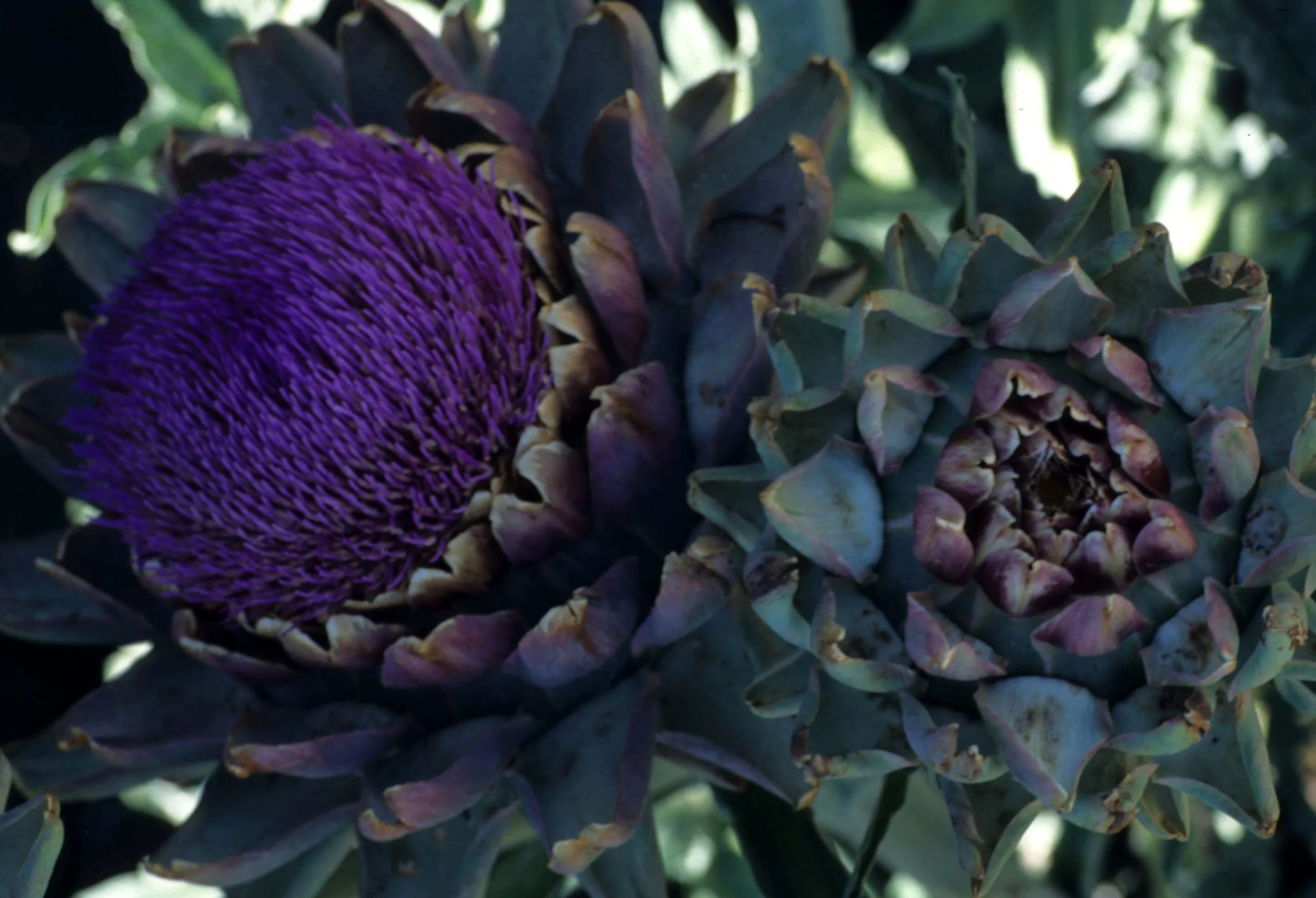 CALIFORNIA - SACRAMENTO - ARTICHOKE - ELK GROVE.jpg
