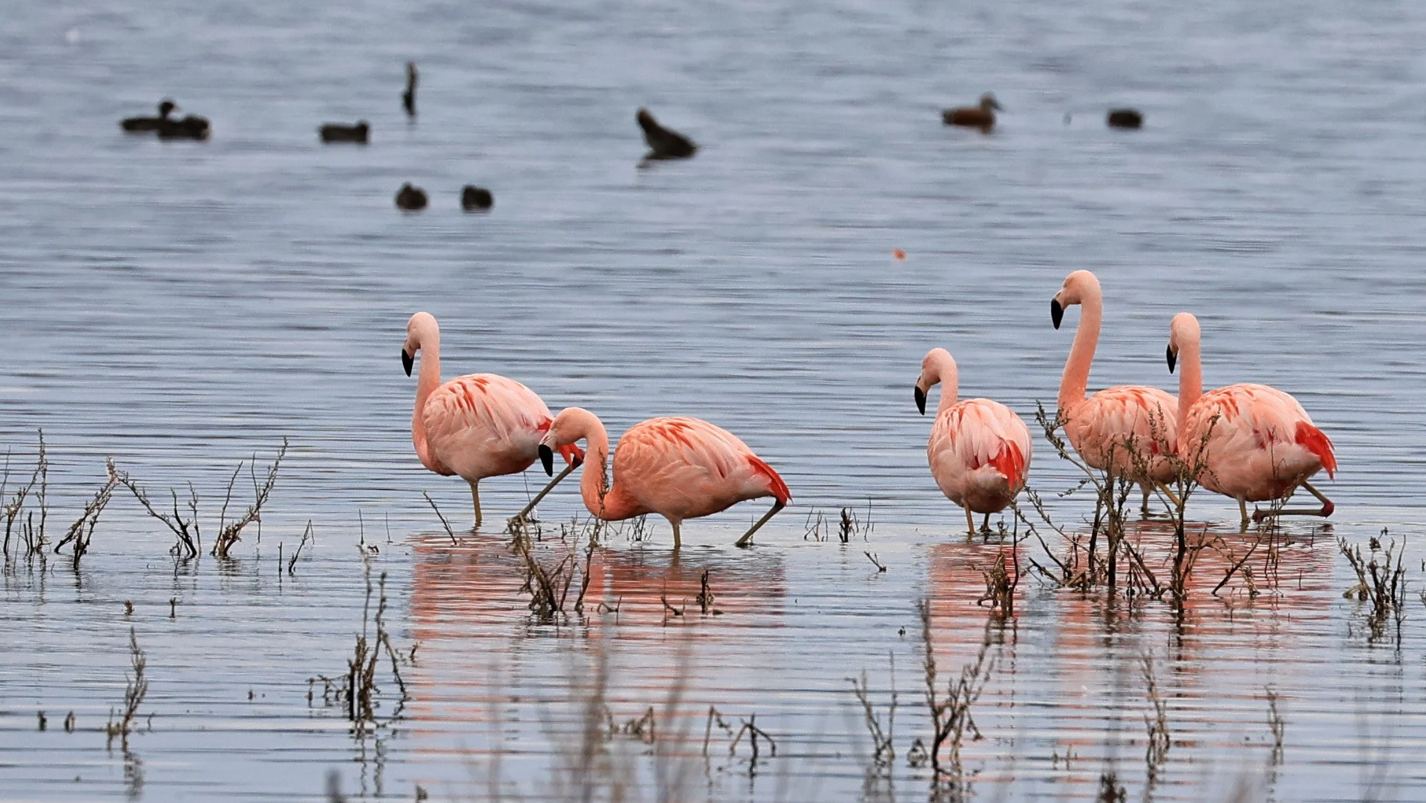 Chilean Flamingo (Phoenicopterus chilensis) Lagunas del Ornitólogo, Trelew Argentina (93).jpg