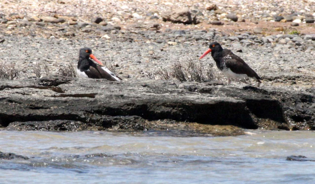 American Oystercatcher (Haematopus palliatus) San Ignacio Lagoon Baja Mexico (1).JPG