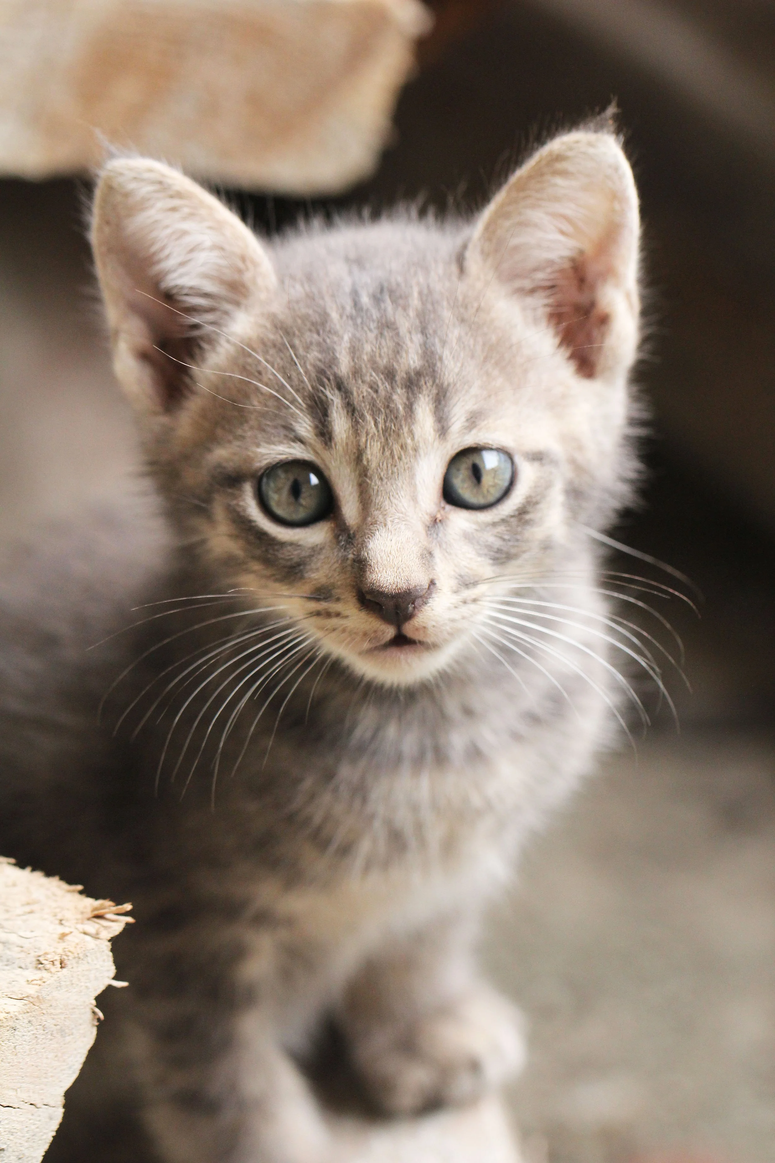 2015 Koh Lanta October Break Trip  (240).JPG