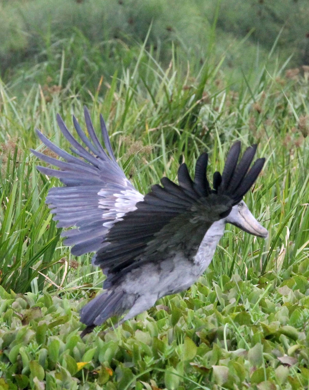 BIRD - STORK - SHOEBILL STORK - MURCHISON FALLS NATIONAL PARK UGANDA (63).JPG