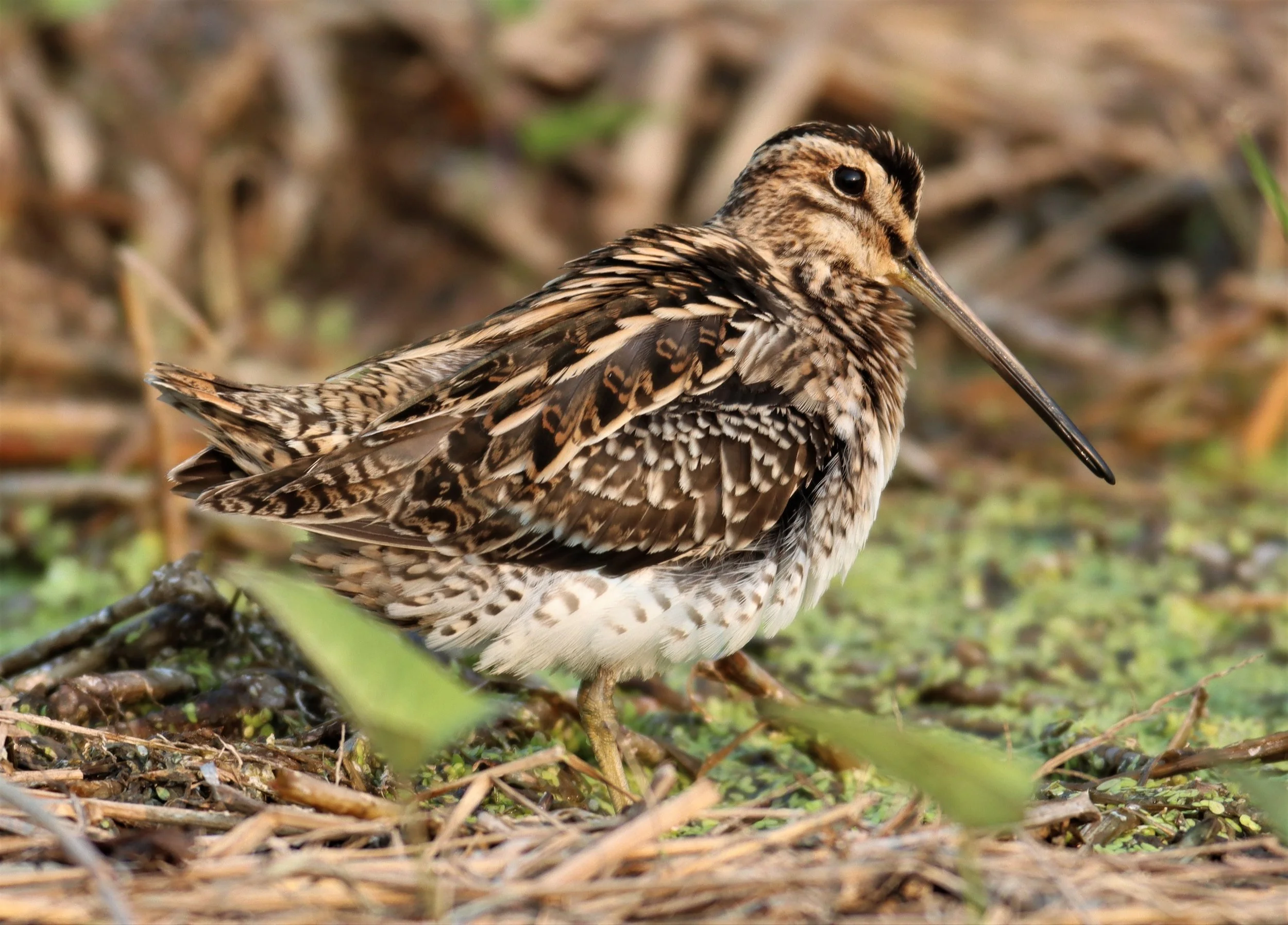 SNIPE - COMMON SNIPE - Gallinago gallinago - LAT KRABANG WETLANDS NEAR BKK (85).jpg