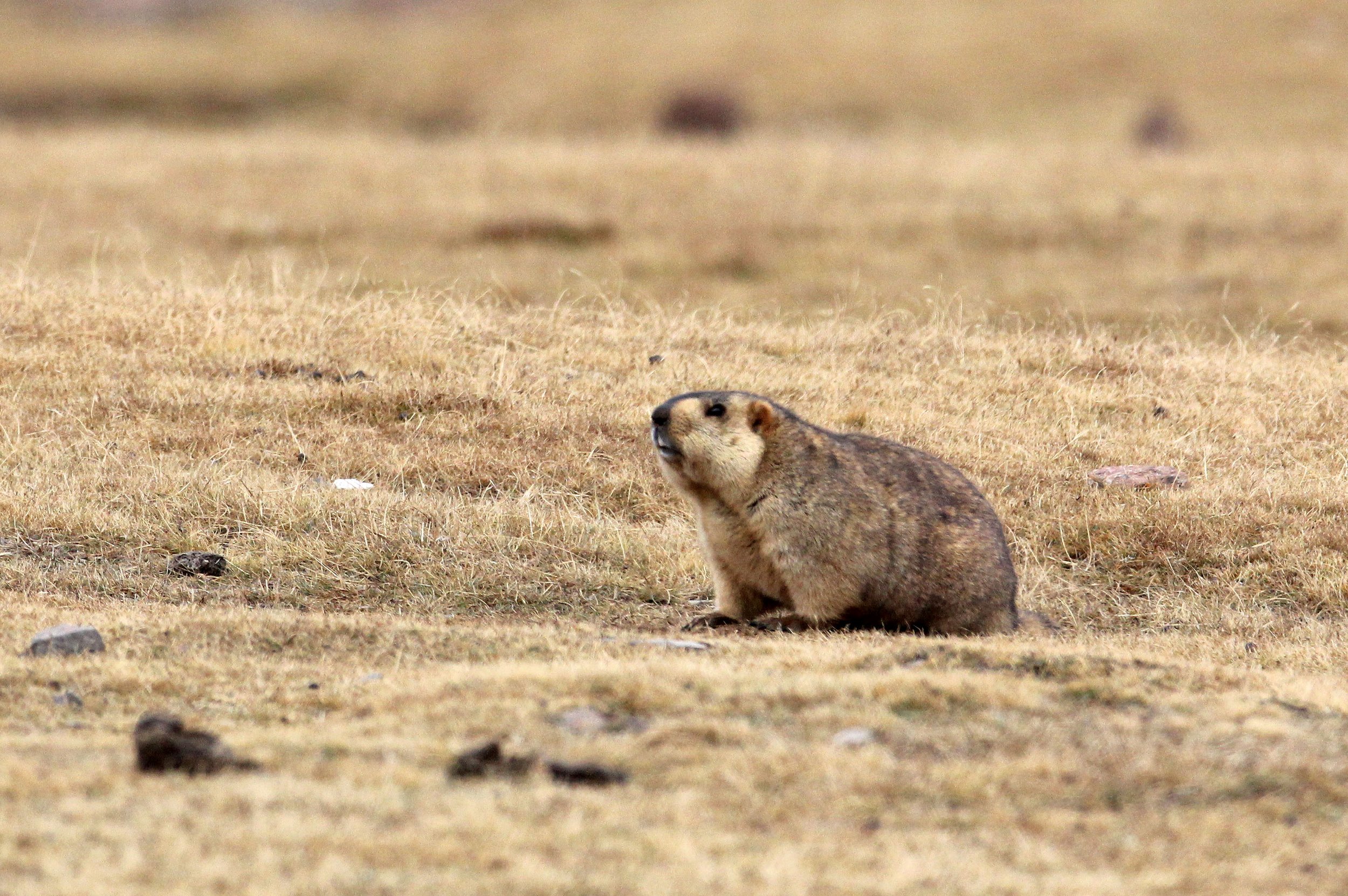 Marmota himalayana - HIMALAYAN MARMOT -  KEKEXILI NATIONAL RESERVE - QINGHAI PROVINCE - WEST OF QUMALAI (48).JPG