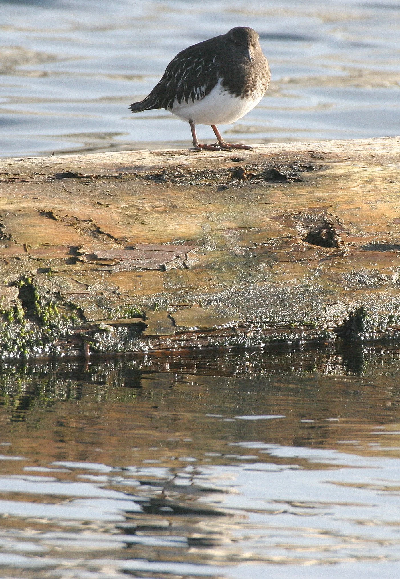 BIRD - TURNSTONE - BLACK TURNSTONE - PA HARBOR (16).jpg