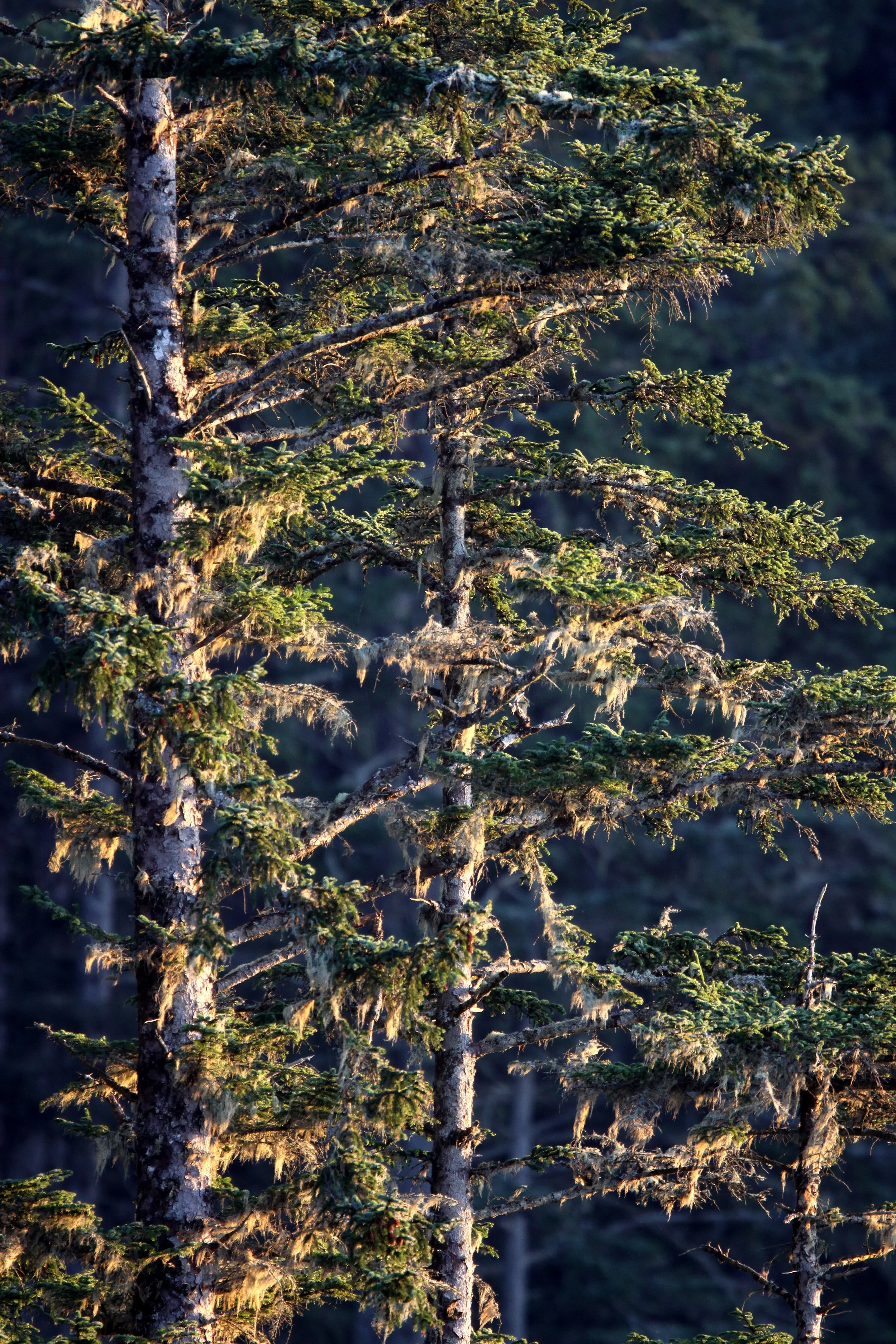 CAPE FLATTERY OLYMPIC PENINSULA - 2010-2-20 (30).JPG