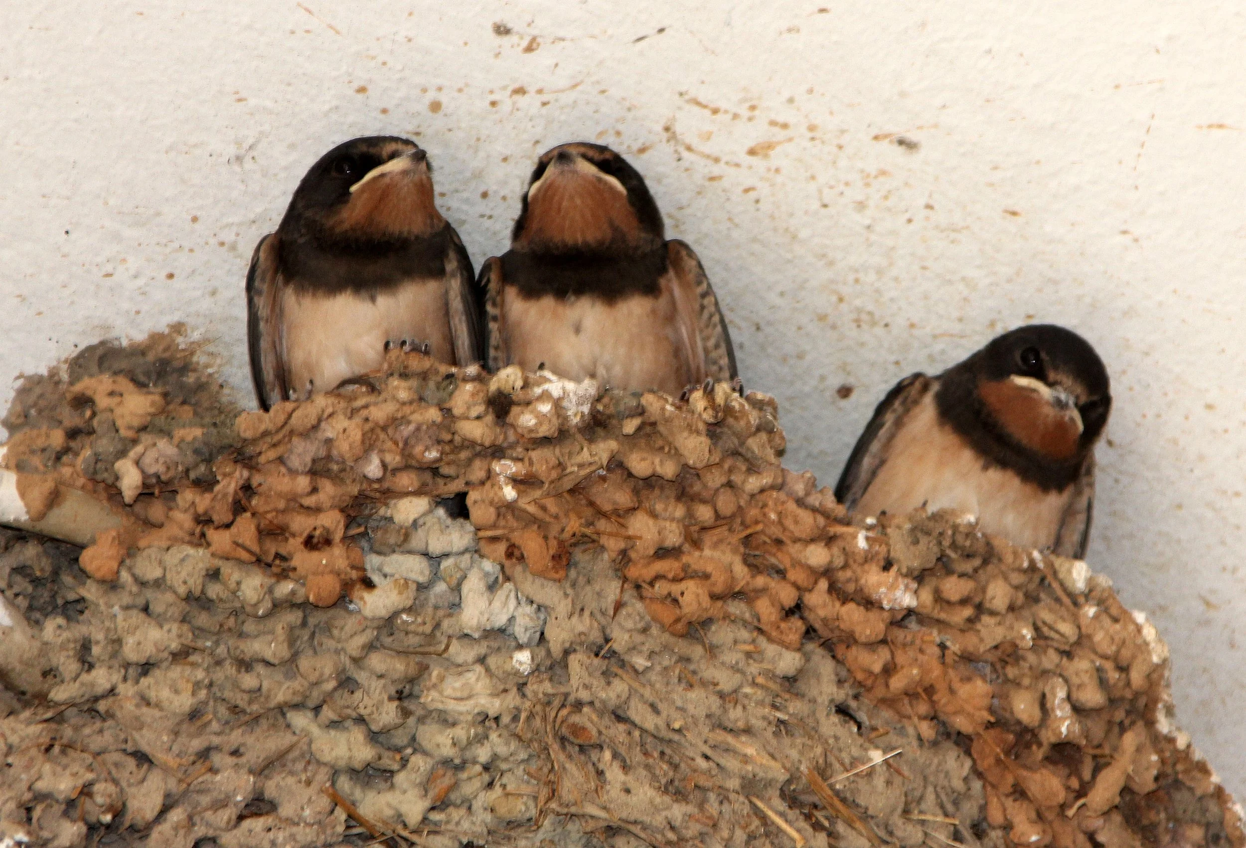 ATHENS GREECE - JUNE 2013 (198).JPG