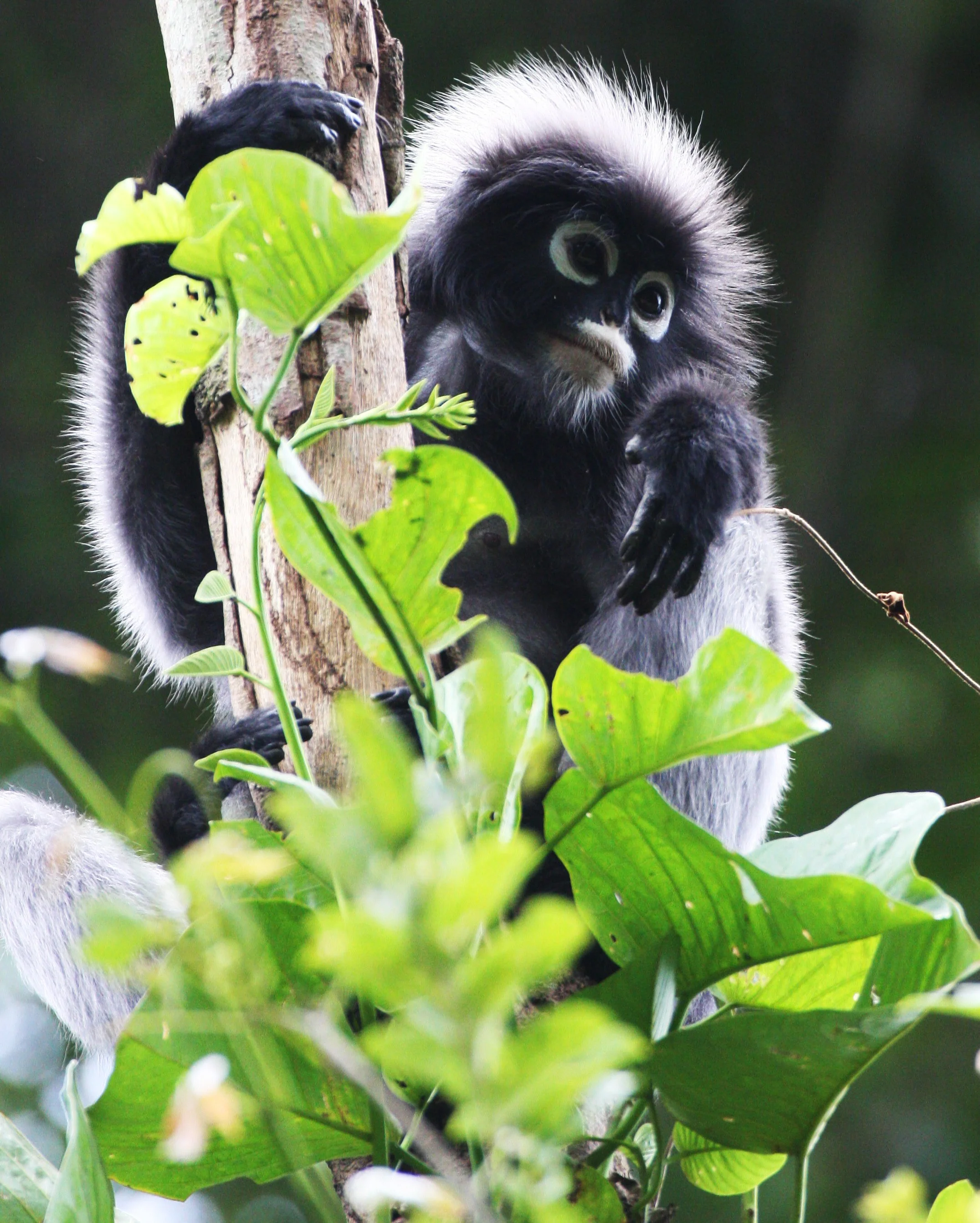 CERCOPITHECIDAE - Trachypithecus obscurus flavicauda - BLOND-TAILED (DUSKY) LANGUR - KAENG KRACHAN NAT'L PARK (18).JPG