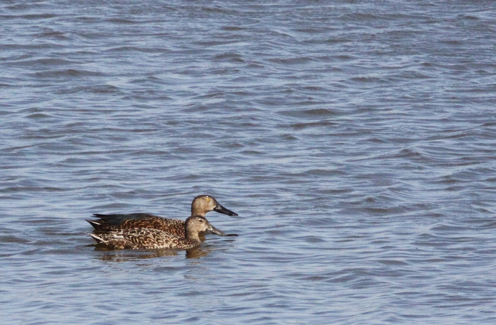 SHOVELER - CAPE SHOVELER - Spatula smithii - ELAND'S BAY SOUTH AFRICA (3).JPG