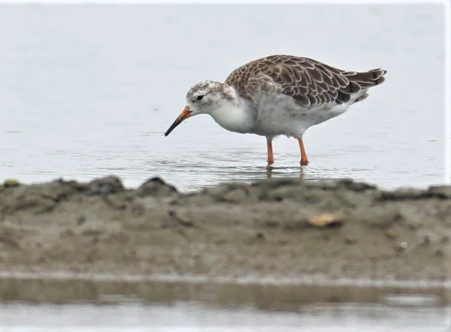 RUFF - Philomachus pugnax - BANG PAKONG SALT PANS CHACHOENGSAO WEST OF RIVER Sep 25 2021 (15).jpg