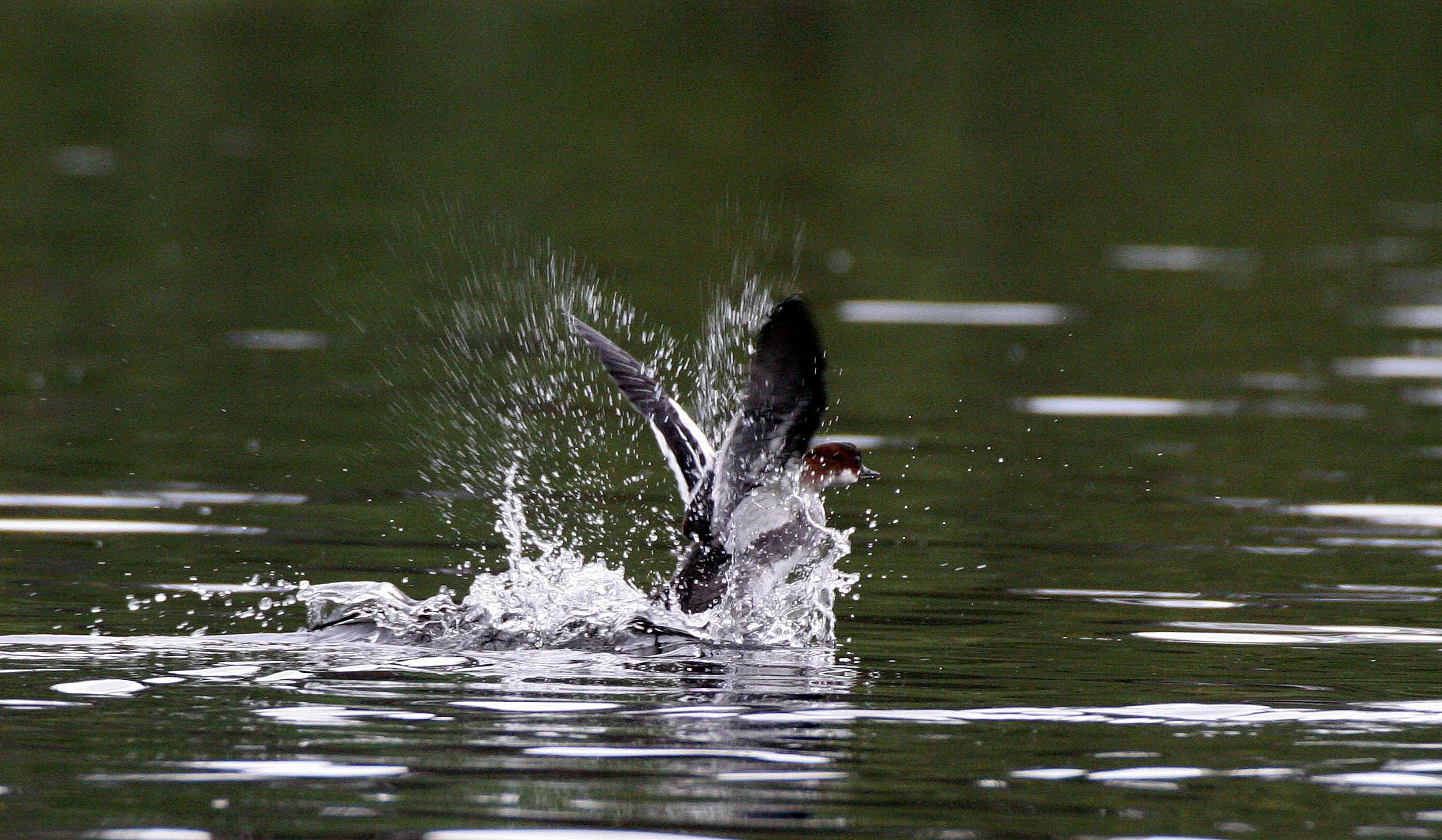 SMEW - Mergellus albellus - LEMMONJOKI NATIONAL PARK FINLAND (3).jpg