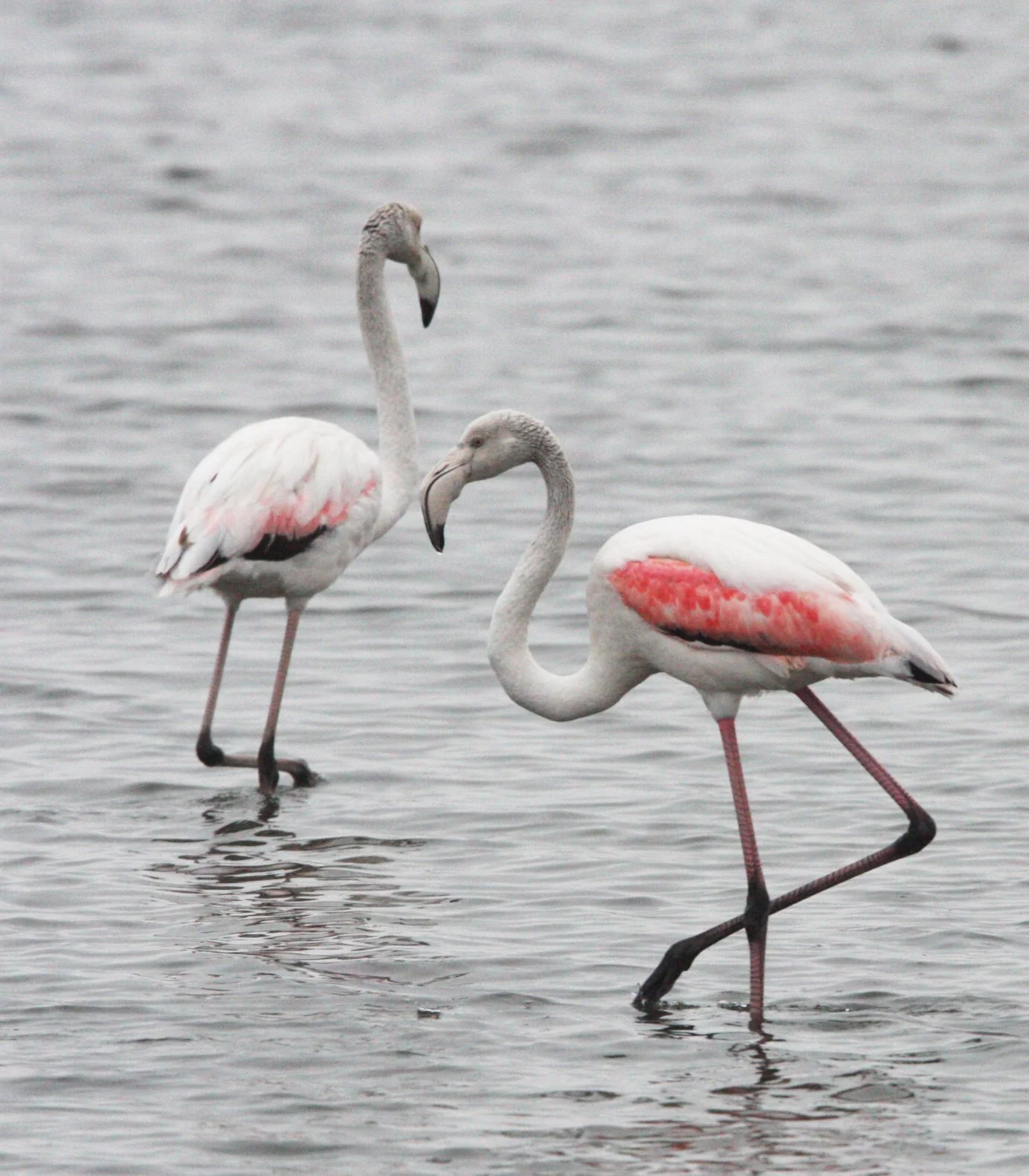 Phoenicopterus roseus - Greater Flamingo - Walvis Bay Namibia (20).JPG