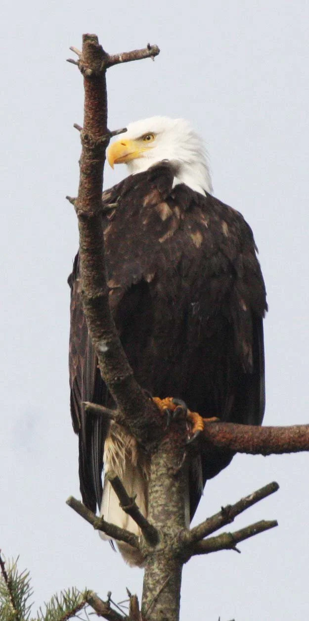 BIRD - EAGLE - BALD EAGLE - MARINE DRIVE SEQUIM WA (9).JPG