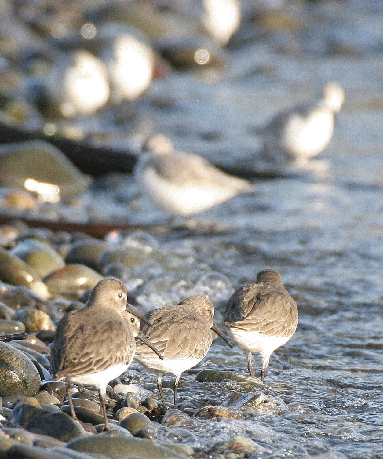 BIRD - DUNLIN - PA HARBOR (3).jpg