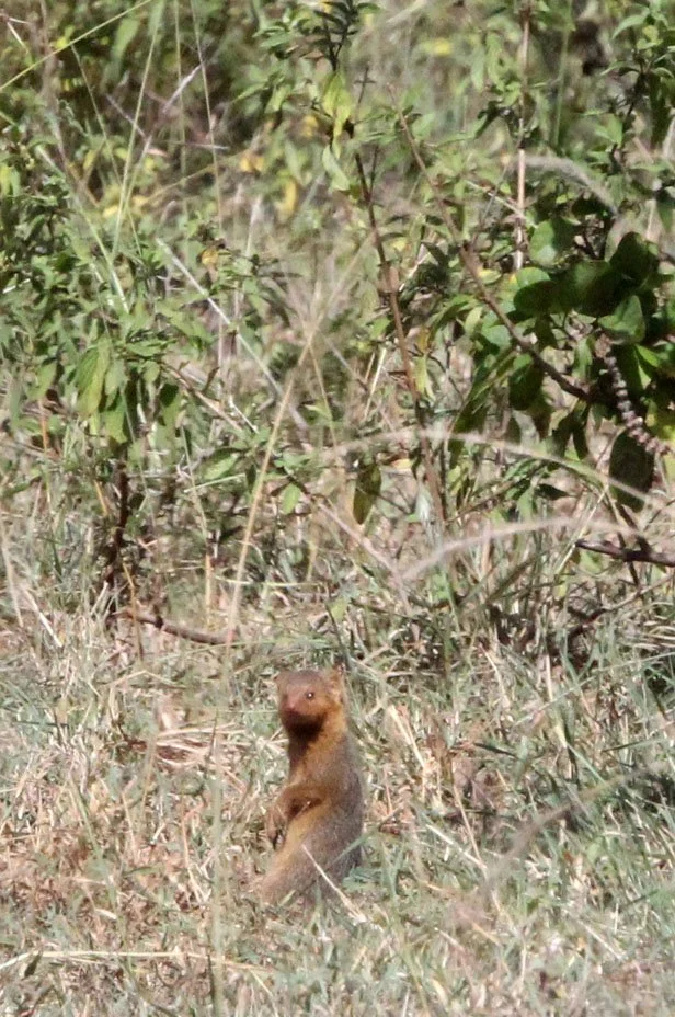 Helogale parvula - COMMON DWARF MONGOOSE - MASAI MARA NATIONAL PARK KENYA (2).JPG