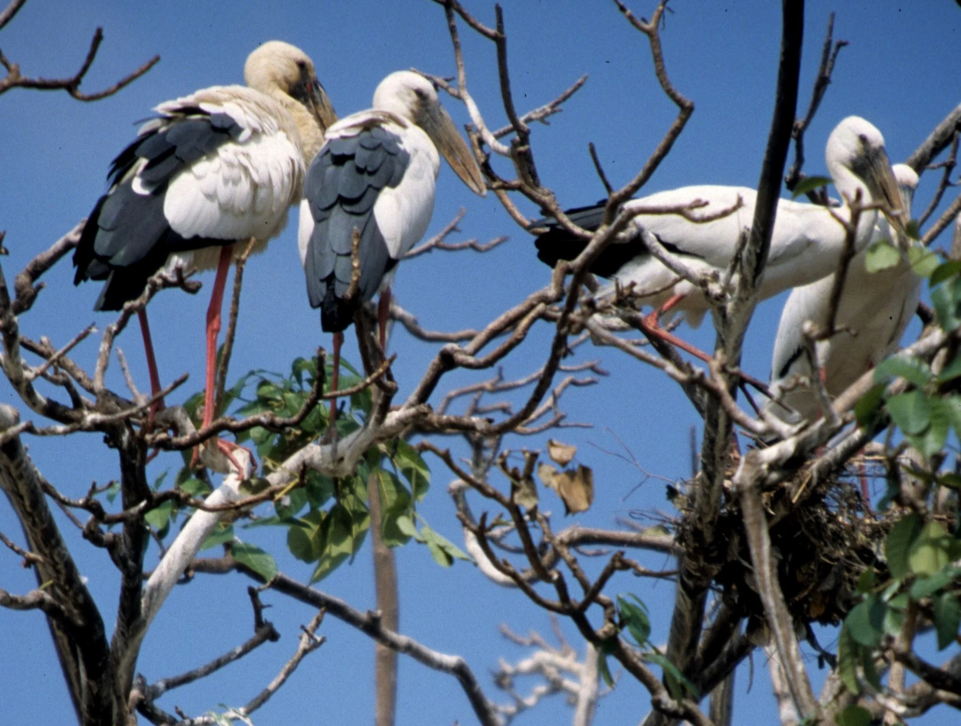 STORK - ASIAN OPENBILL - Anastomus oscitans - AYUDTHAYA - CHAO PRAYA RIVER RIPARIAN ZONE (7).jpg