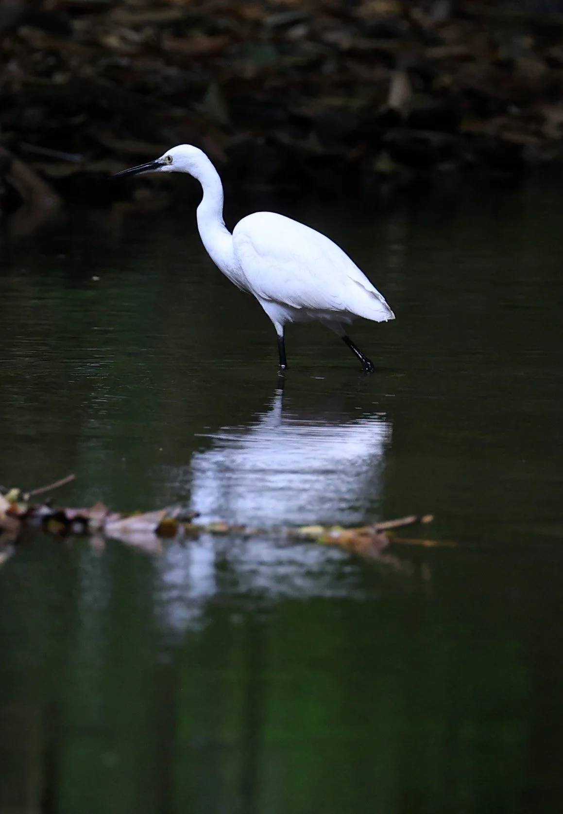 Little Egret (Egretta garzetta) Kaeng Krachan National Park ESS Expedition 2026 