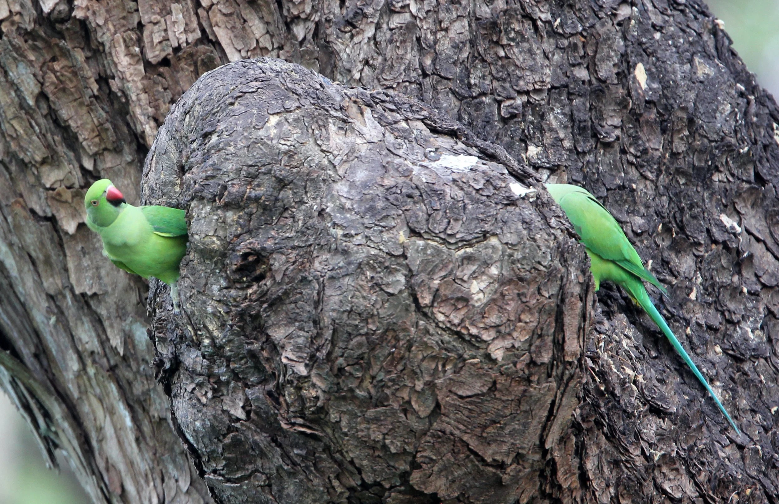 BIRD - PARAKEET - ALEXANDRINE PARAKEET - UDAWALAWA NATIONAL PARK SRI LANKA (7).JPG