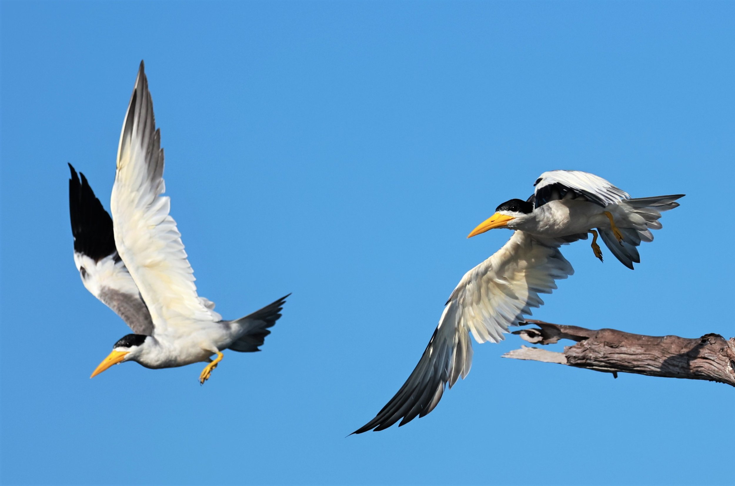 Tern - Large-billed Tern - Phaetusa simplex - Ariau River & Rio Negro Region Southwest of Manaus (31).jpg