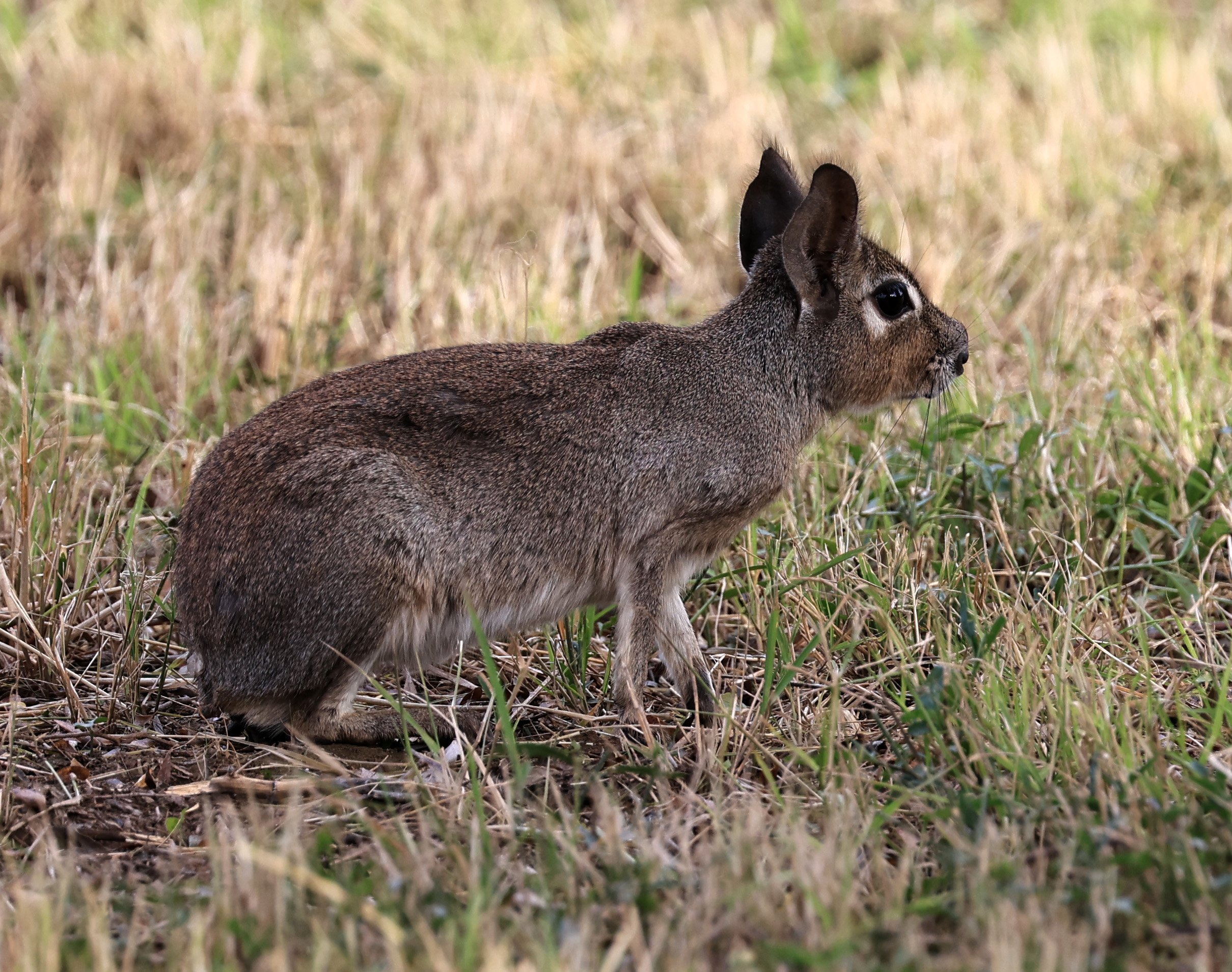 Chacoan Mara (Dolichotis salinicola) Estancia Campo'i Paraguay (72).jpg
