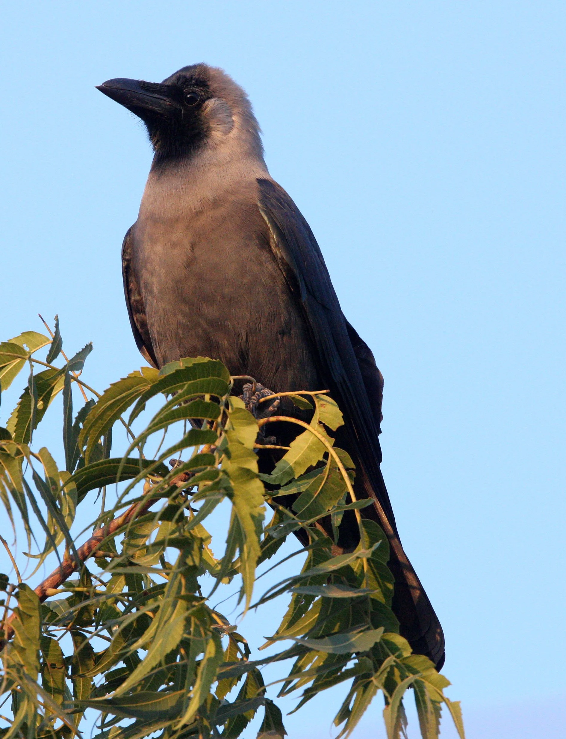 BIRD - CROW - HOUSE CROW -  LITTLE RANN OF KUTCH INDIA (2).JPG