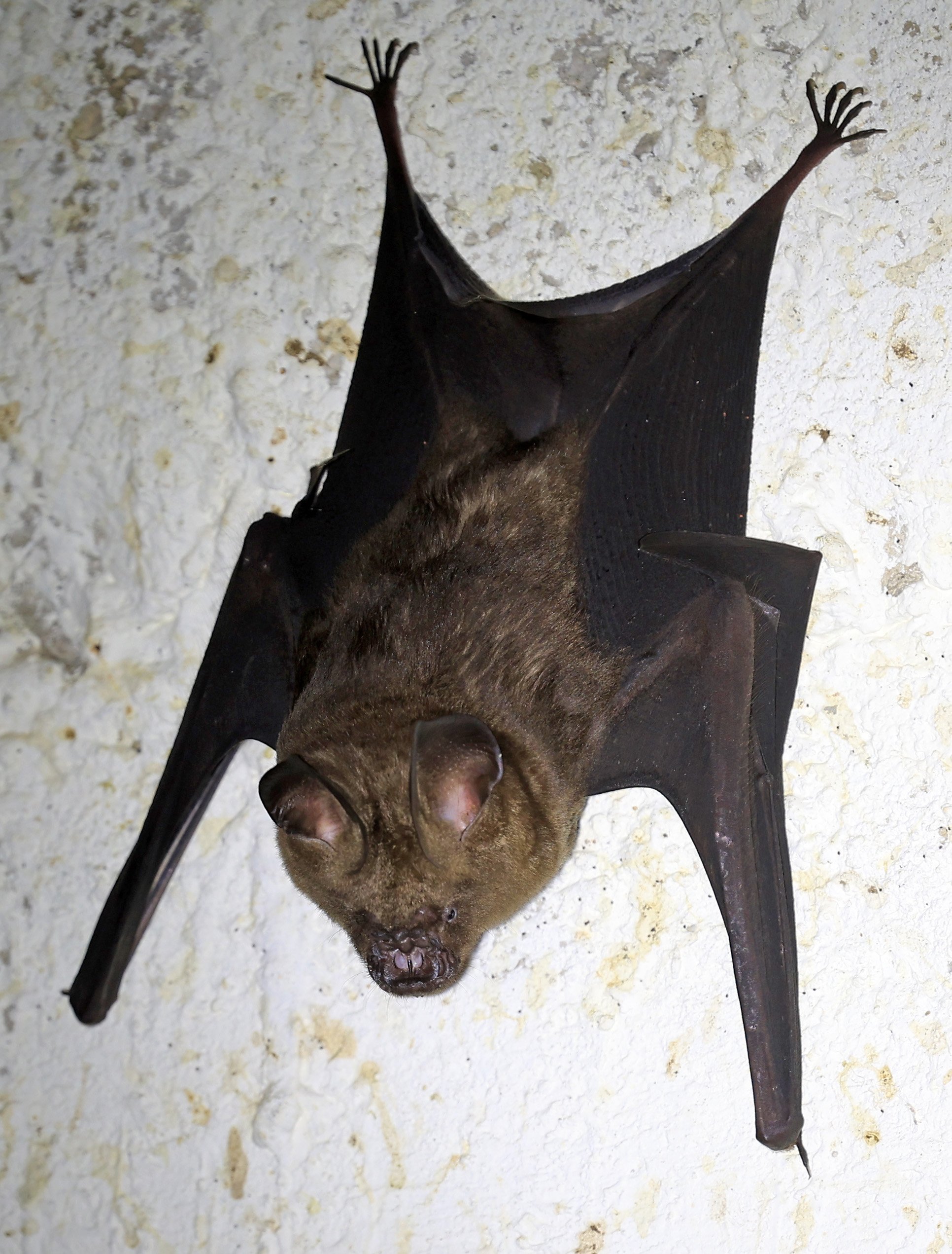 Great Himalayan Leaf-nosed Bat (Hipposideros armiger) Khao Yai National Park.  Many of the temples and caves in the greater DPKY region are home to massive numbers of Chiropterans.  