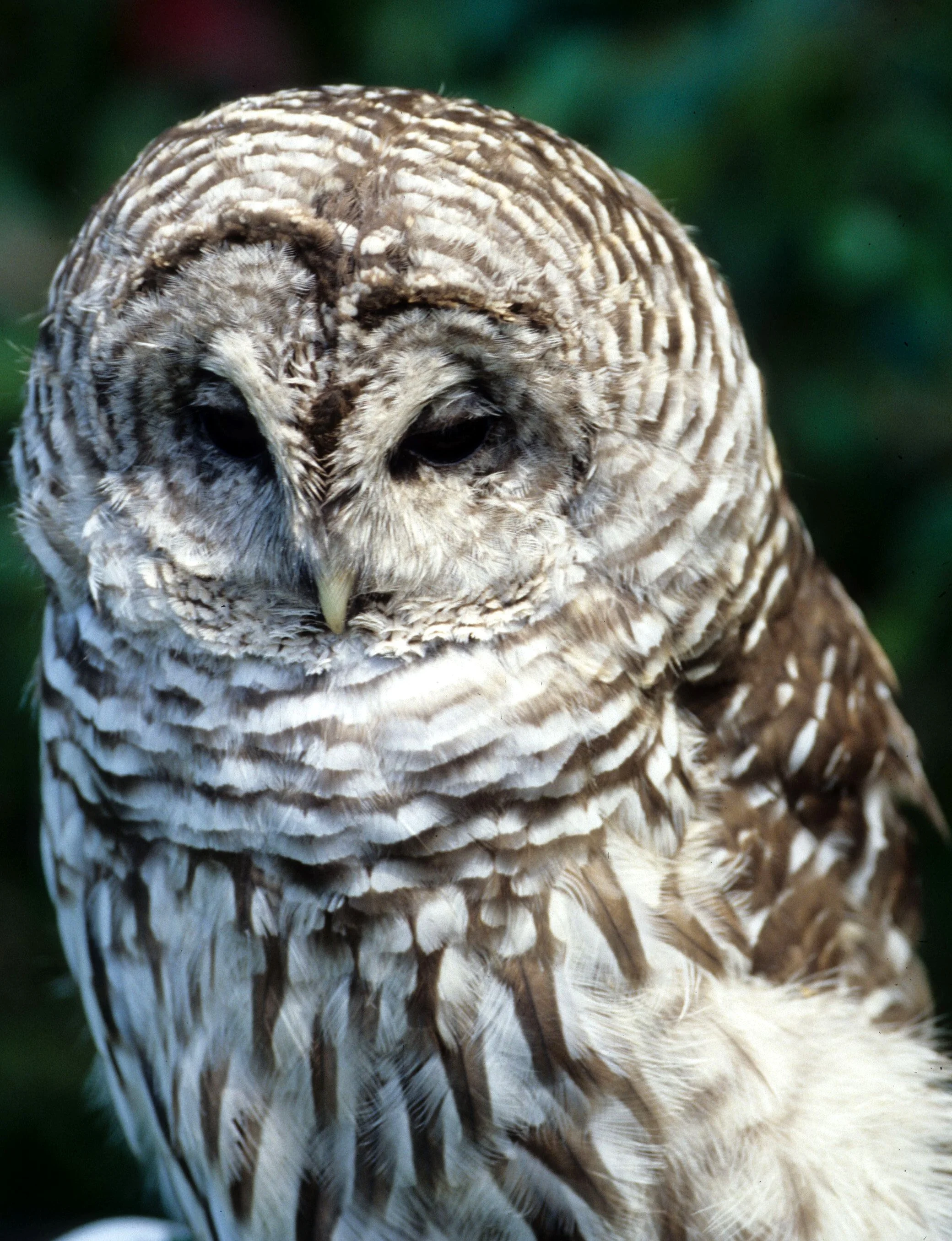 Strix varia - BARRED OWL - OLYMPIC RAPTOR CENTER WASHINGTON (5).jpg