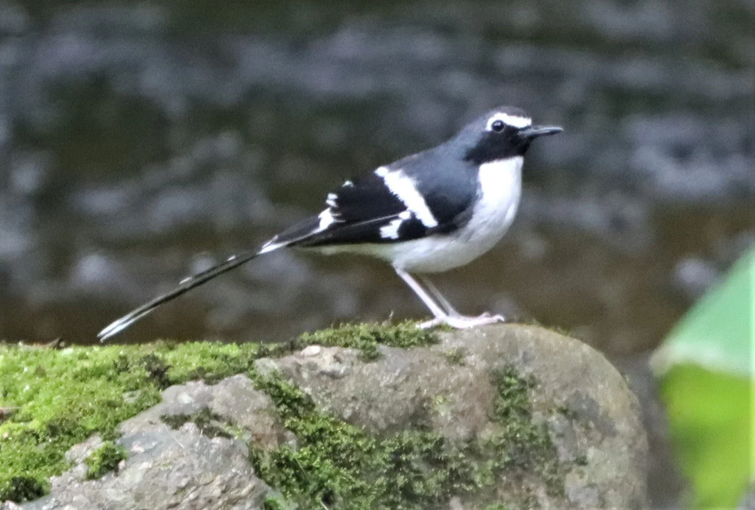 FORKTAIL - SLATY-BACKED FORKTAIL - Enicurus schistaceus - DOI INTHANON JULY 2 2021 (33).jpg