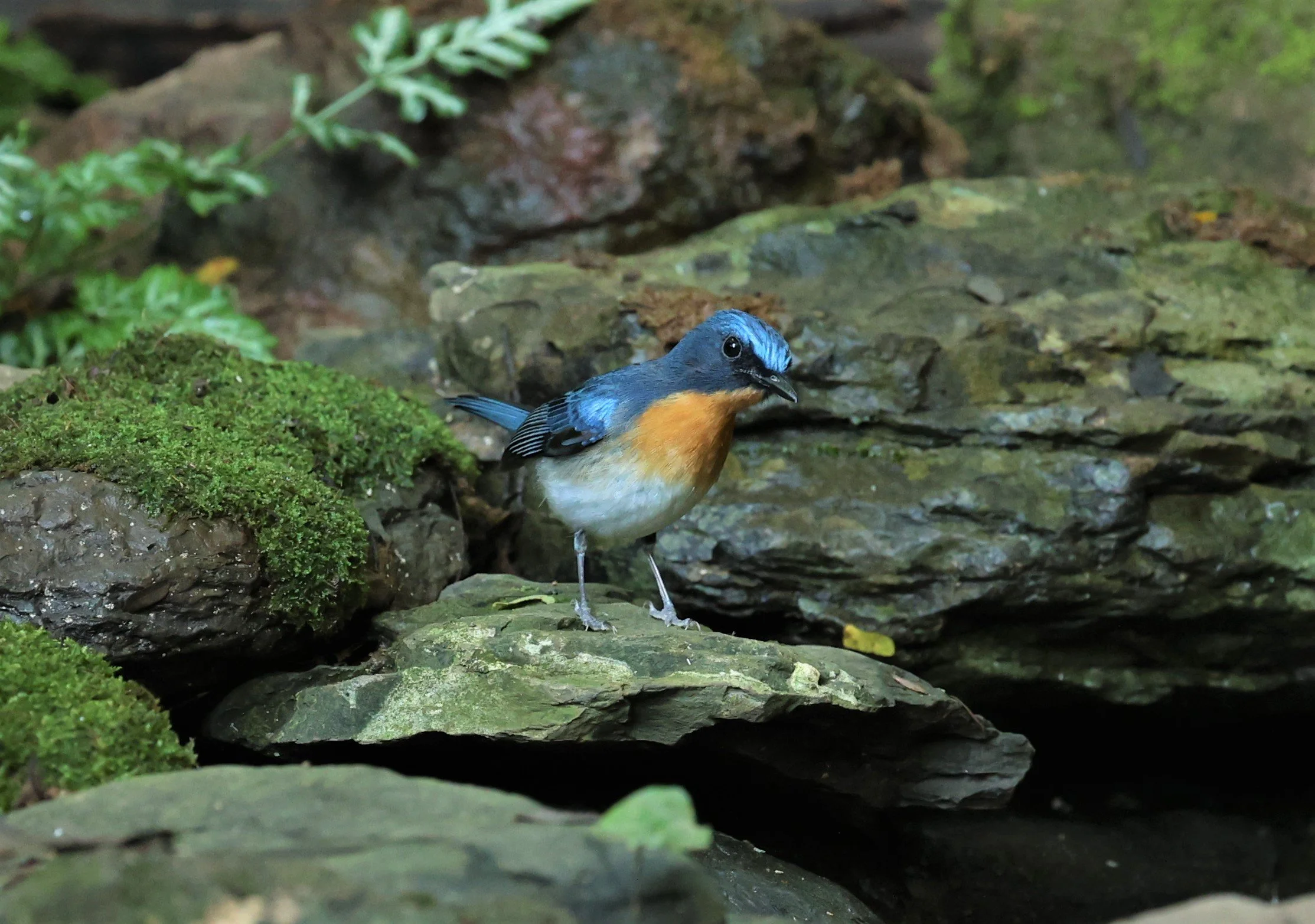 FLYCATCHER - INDOCHINESE BLUE-FLYCATCHER - Cyornis sumatrensis - PETCHABURI PROVINCE - NUY HIDE NEAR KAENG KRACHAN JAN 2022 (38).jpg