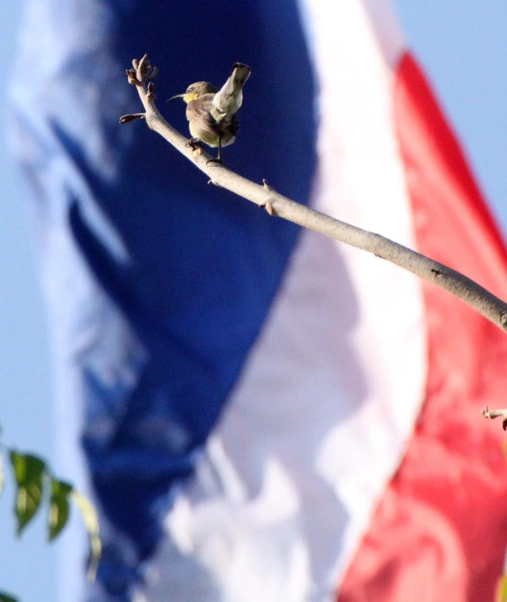 SUNBIRD - OLIVE-BACKED SUNBIRD - Nectarinia jugularis - KHAO SAM ROI YOT THAILAND (1).JPG