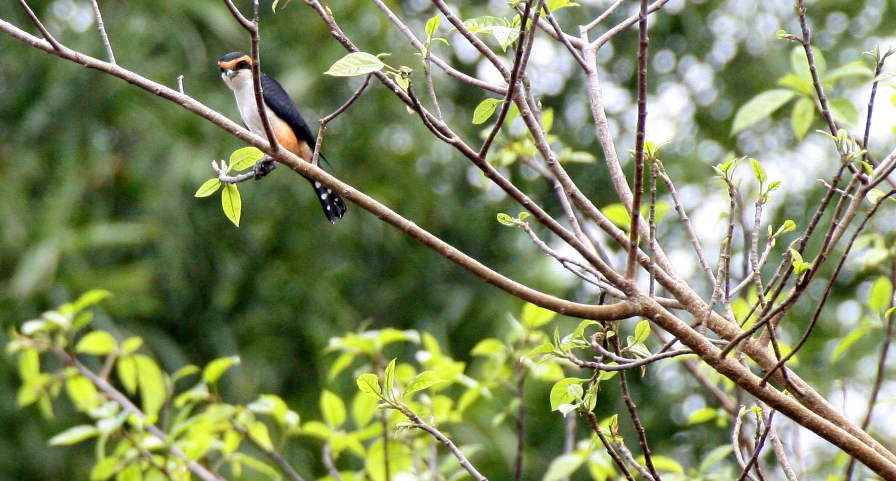Microhierax caerulescens - COLLARED FALCONET - HUAI KHA KHAENG THAILAND (38).JPG