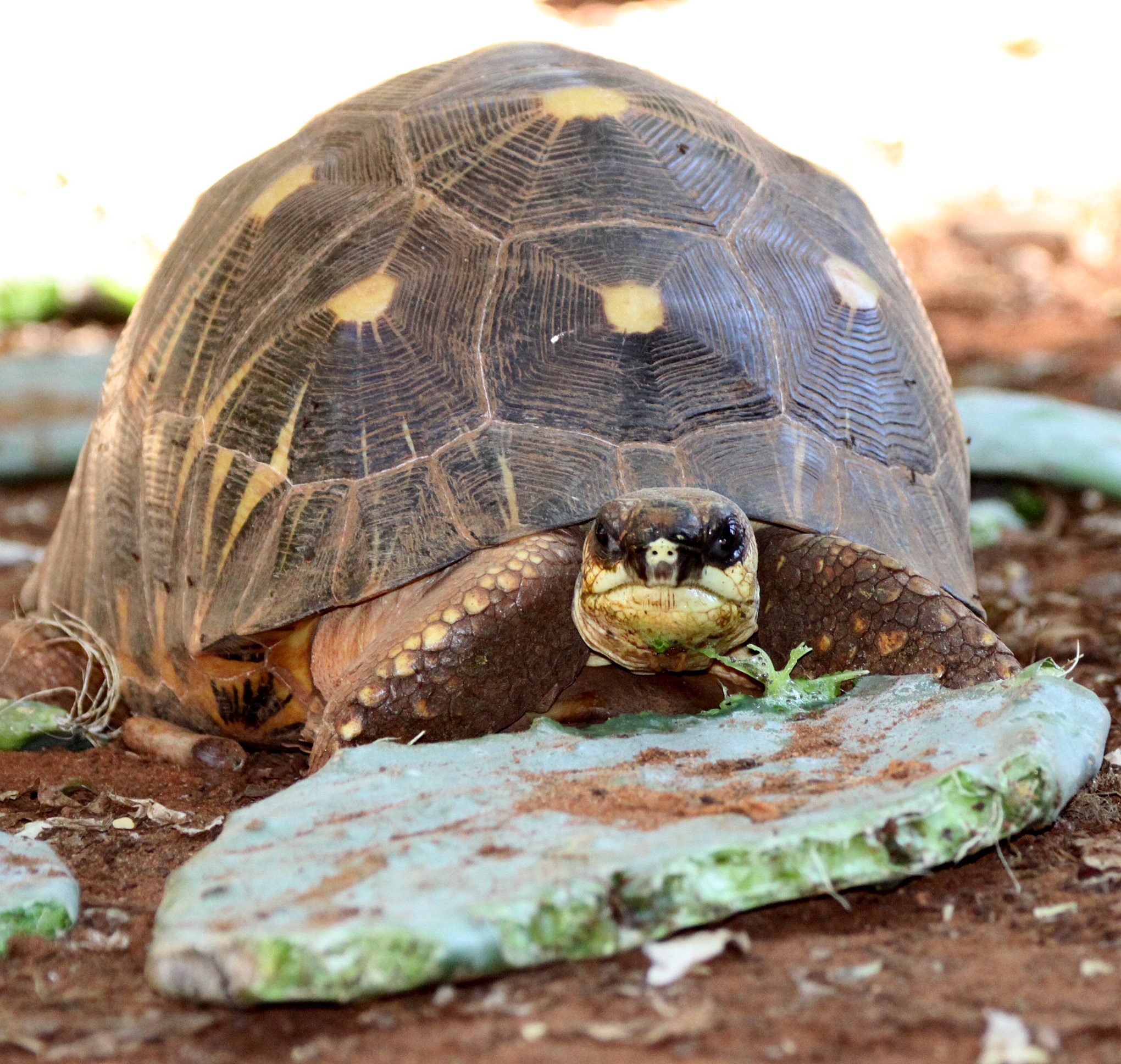 Astrochelys radiata - MADAGASCAR BOX TORTOISE - TESTUDO RADIATA  - ANDOHAHELA NATIONAL PARK MADAGASCAR (5).JPG