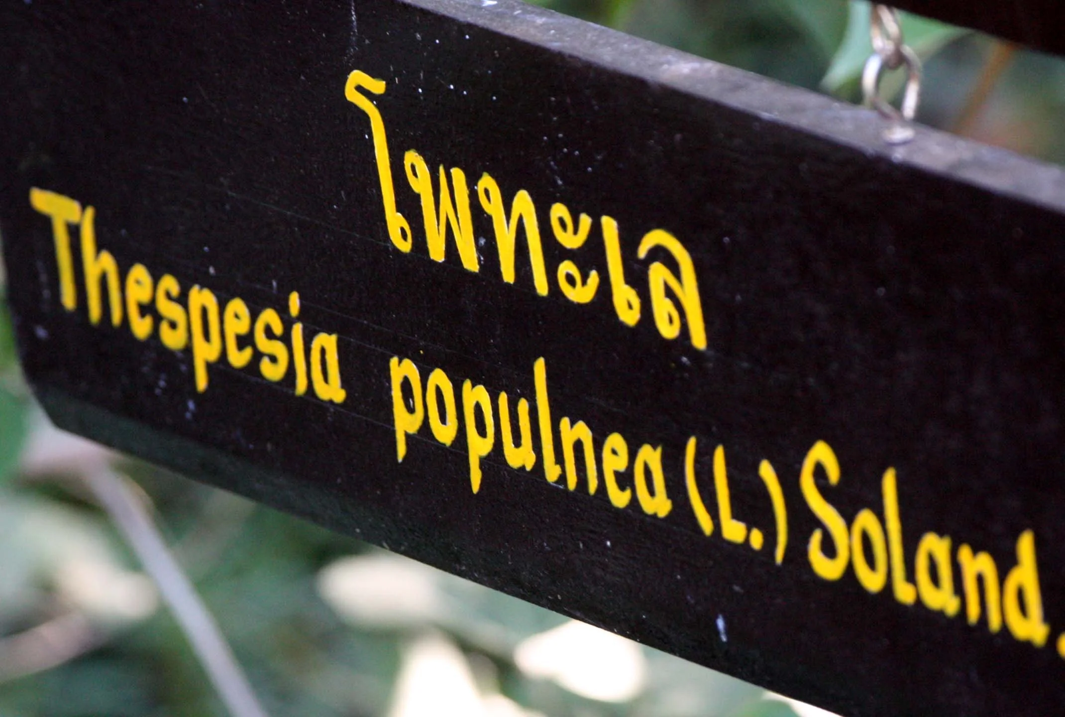 KHAO SAM ROI YOT THAILAND - THESPESIA POPULNEA (2).JPG