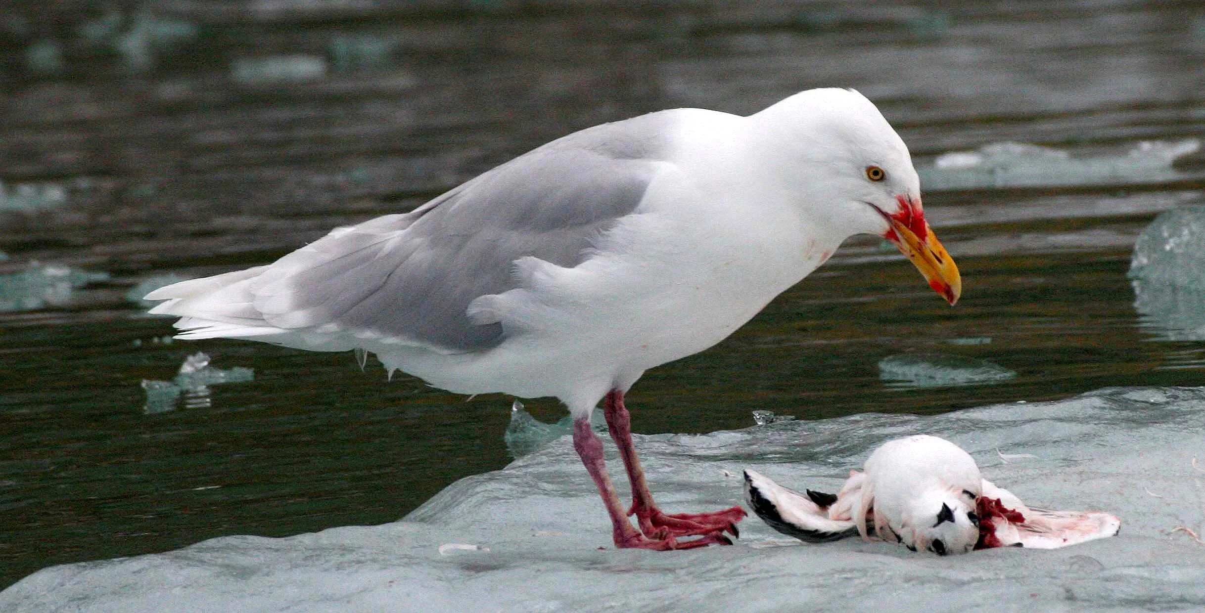 BIRD - GULL - GLAUCOUS GULL - SVALBARD (16).jpg