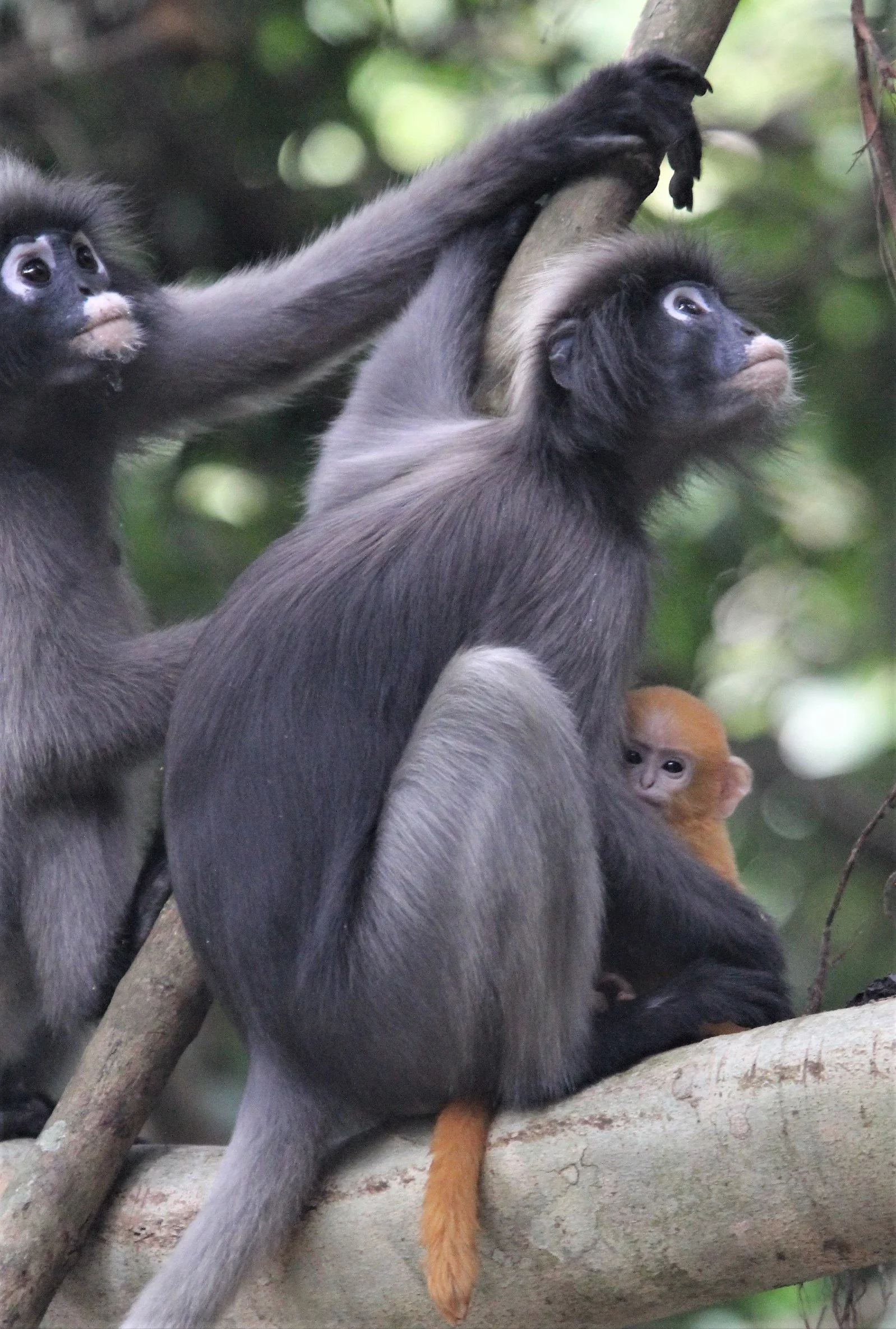 CERCOPITHECIDAE - Trachypithecus obscurus flavicauda - DUSKY LANGUR - KHAO SAM ROI YOD NATIONAL PARK A (125).jpg