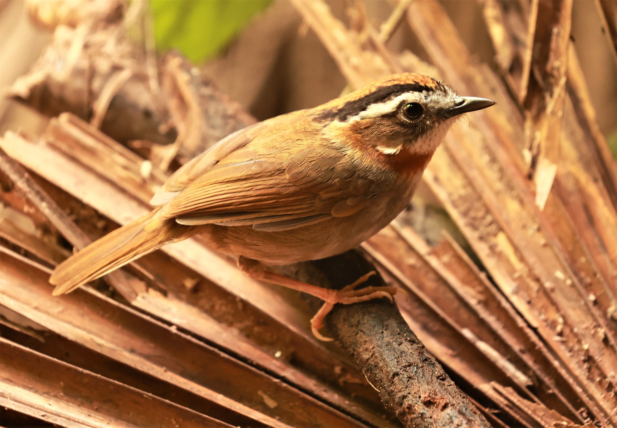 FULVETTA - RUFOUS-NECKED FULVETTA - Schoeniparus rufogularis - PHU SUAN SAI NATIONAL PARK LOEI PROVINCE (8).jpg
