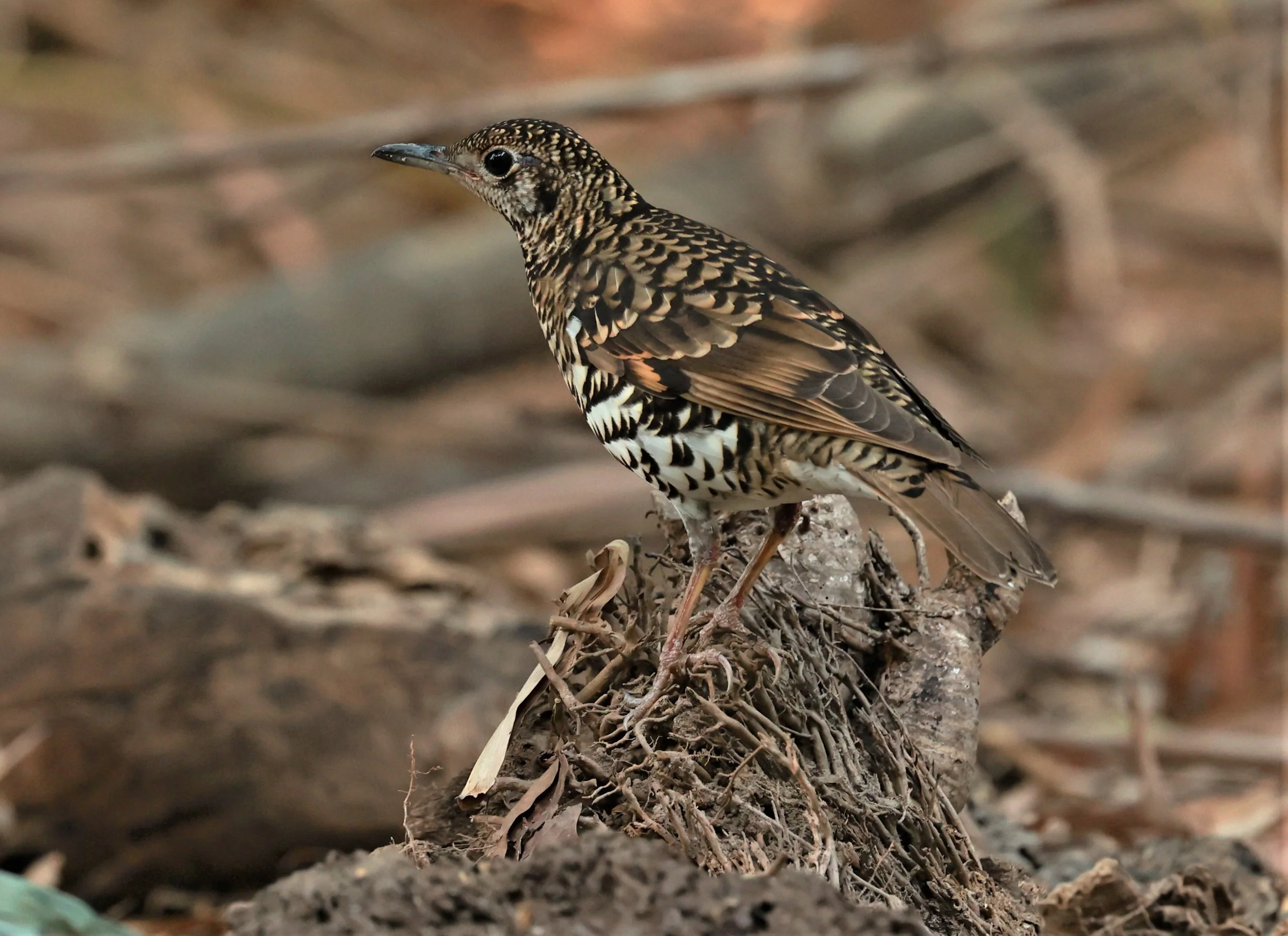 White's Thrush (Zoothera aurea) Putthamonthon Park Nakhon Pathom Thailand (74).jpg