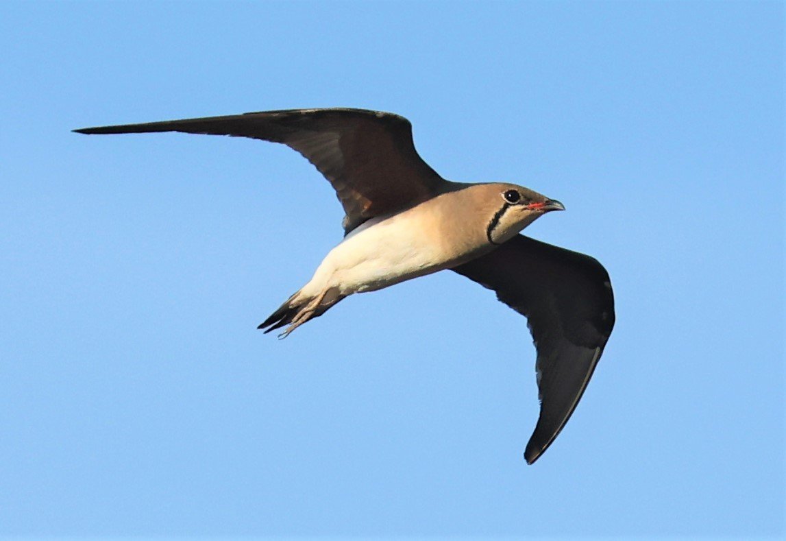 PRATINCOLE - ORIENTAL PRATINCOLE - Glareola maldivarum - TAP YAO RICEFIELDS LAT KRABANG - APRIL 23 2022 (29).jpg