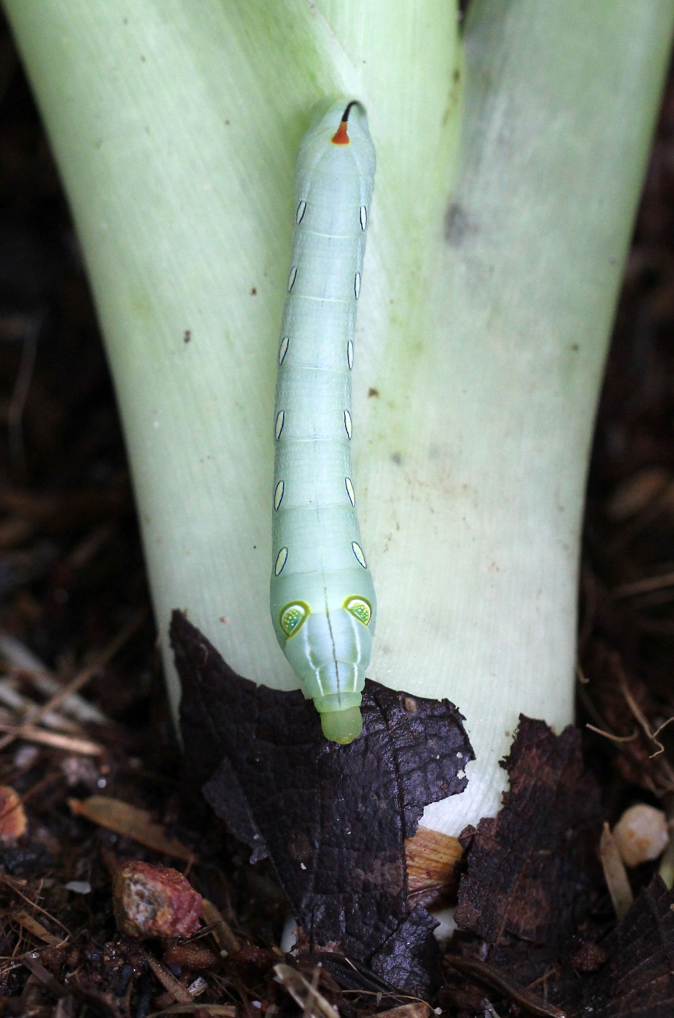 KOH LANTA JULY 2016KOH LANTA JULY 2016_9227.JPG