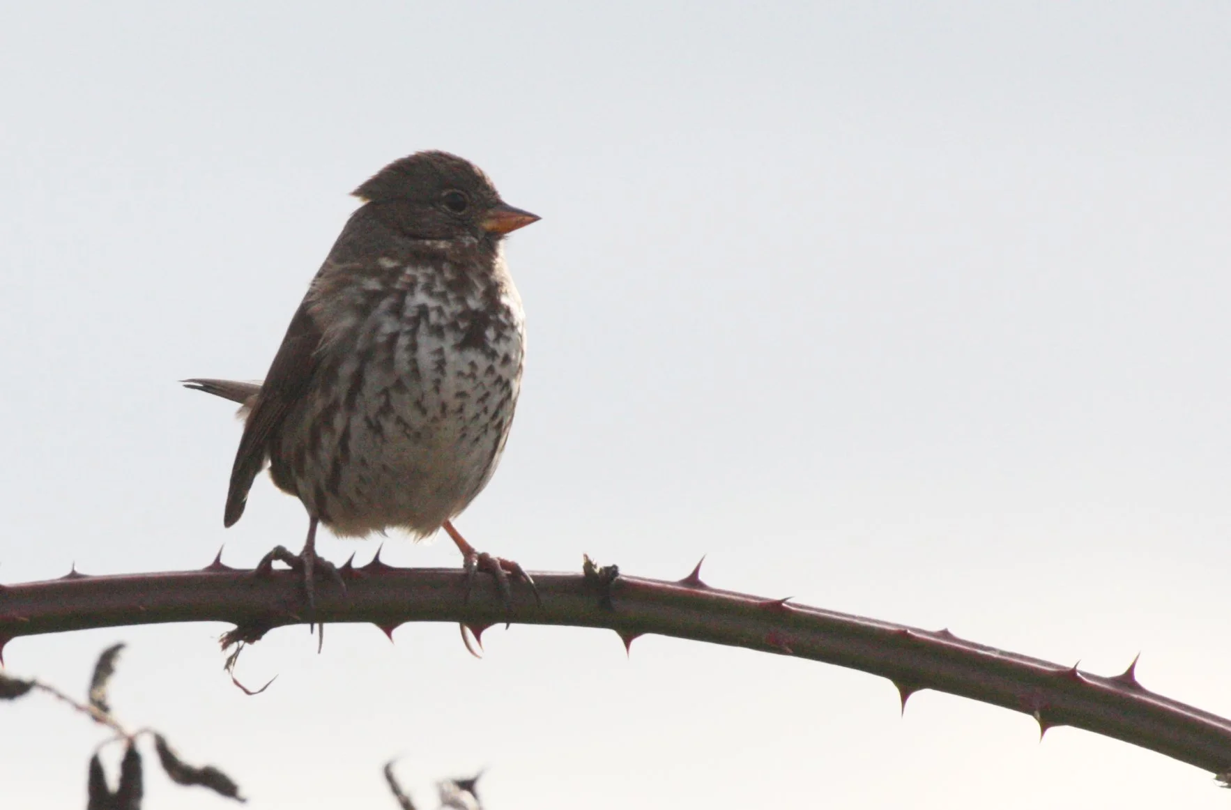 Fox Sparrow (Passerella iliaca) Jamestown Washington Olympic Peninsula (11).JPG