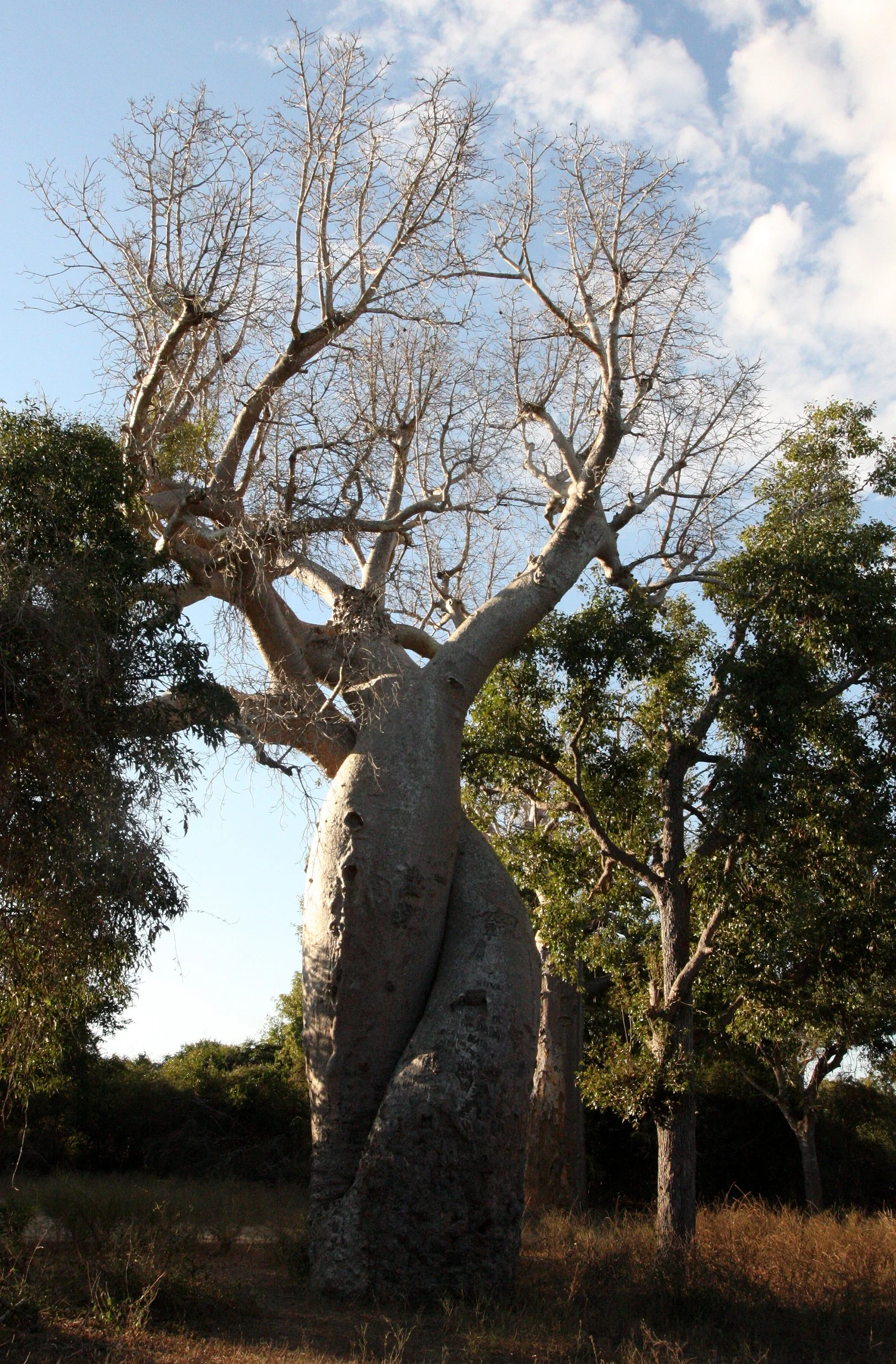 PLANT - BAOBAB - LOVERS - KIRINDY NATIONAL PARK MADAGASCAR.JPG