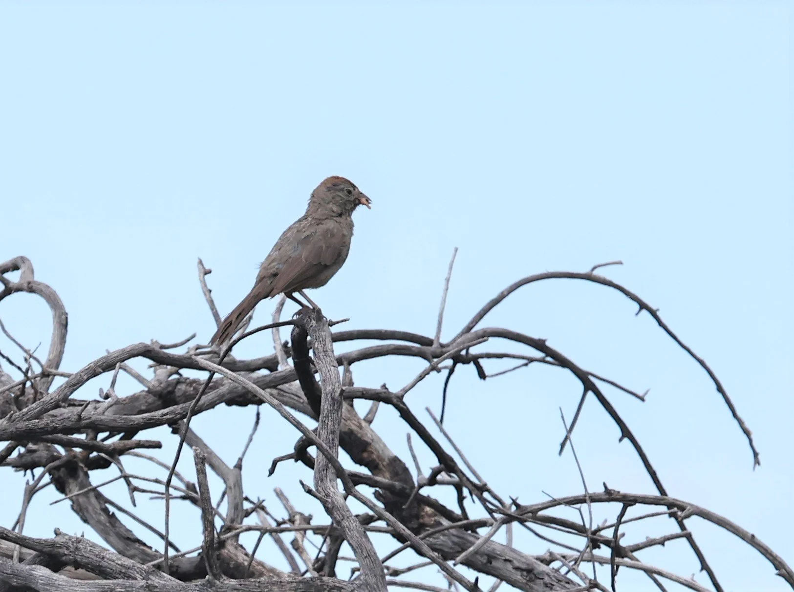 Canyon Towhee (Melozone fusca) Davis Mountains State Park Texas (2).jpg