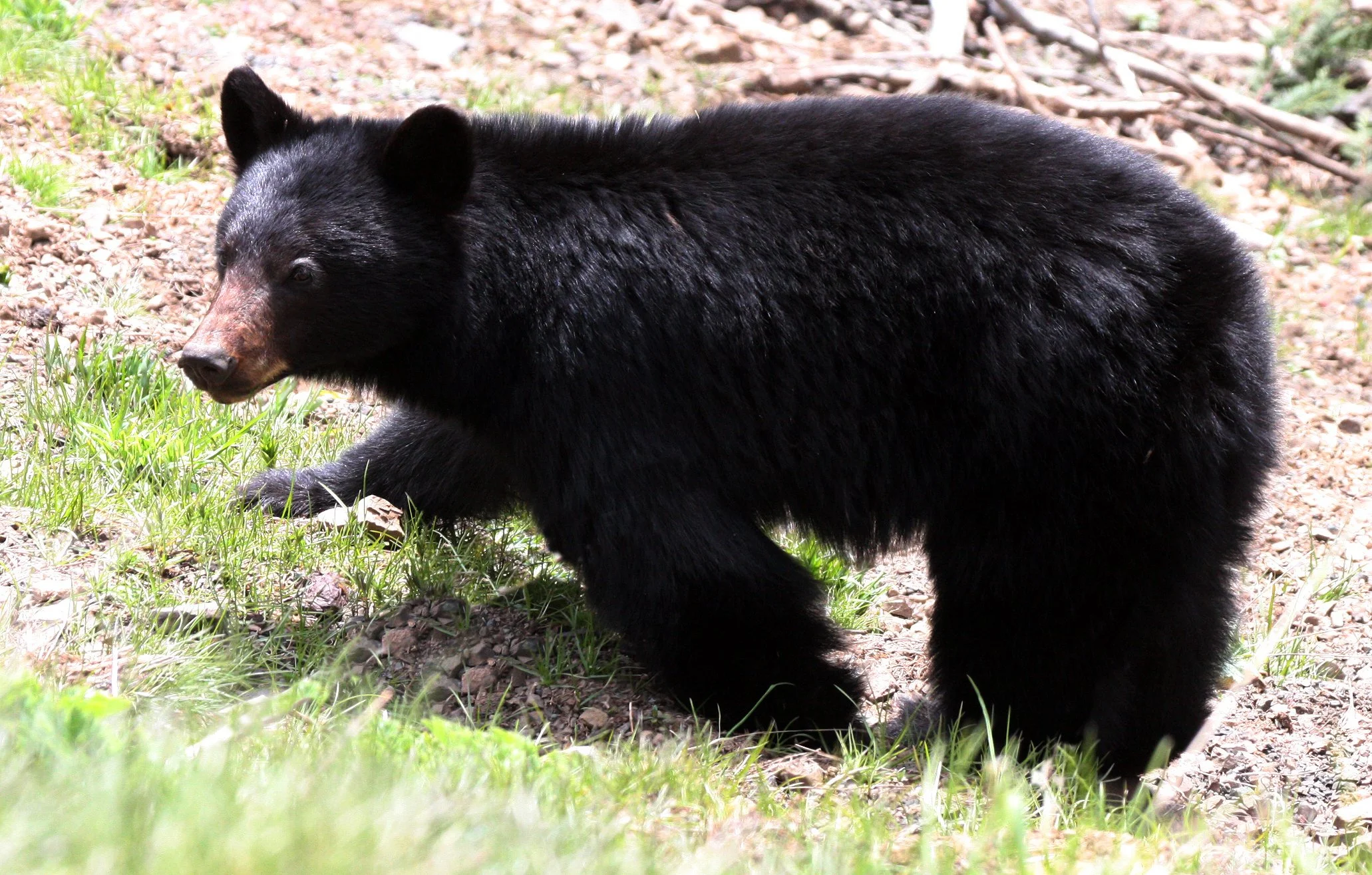 Olympic Black Bear (Ursus americanus altifrontalis) Olympic NP