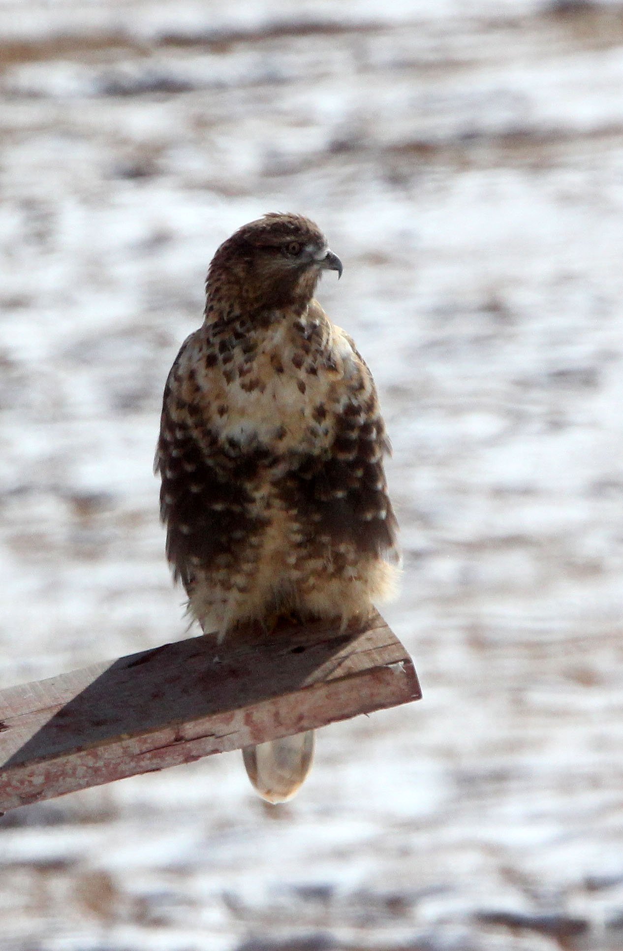 Buteo hemilasius - UPLAND BUZZARD - NEAR BAYANKALA PASS QINGHAI CHINA (15).JPG
