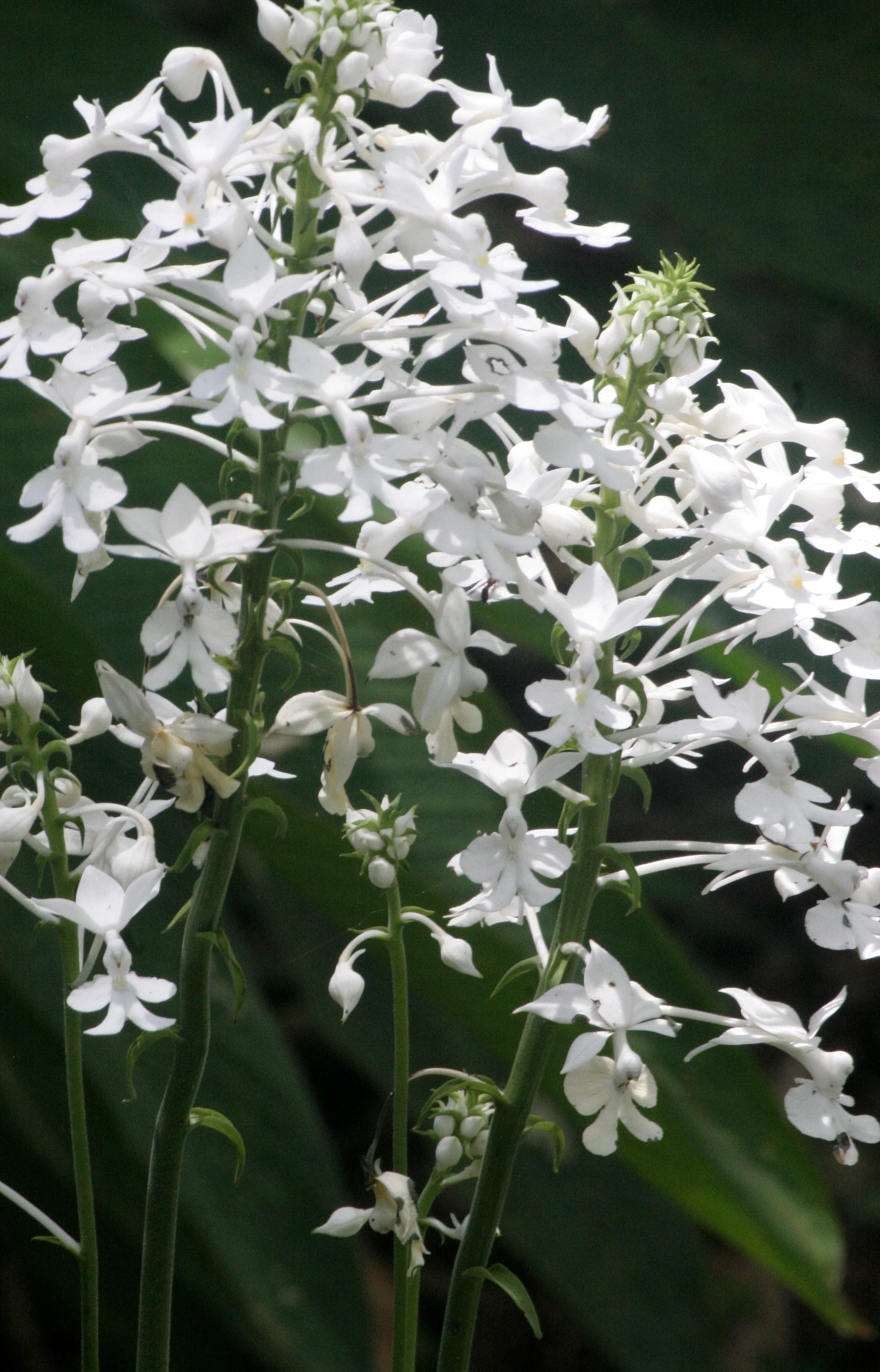 TABIN WILDLIFE RESERVE BORNEO - ORCHID SPECIES (3).JPG